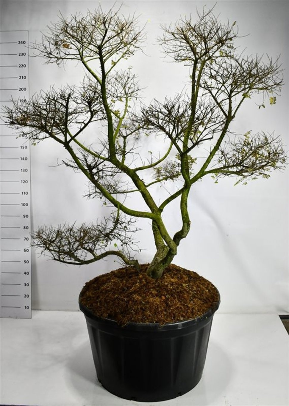 Ulmus "jaqueline Hillier", D 96