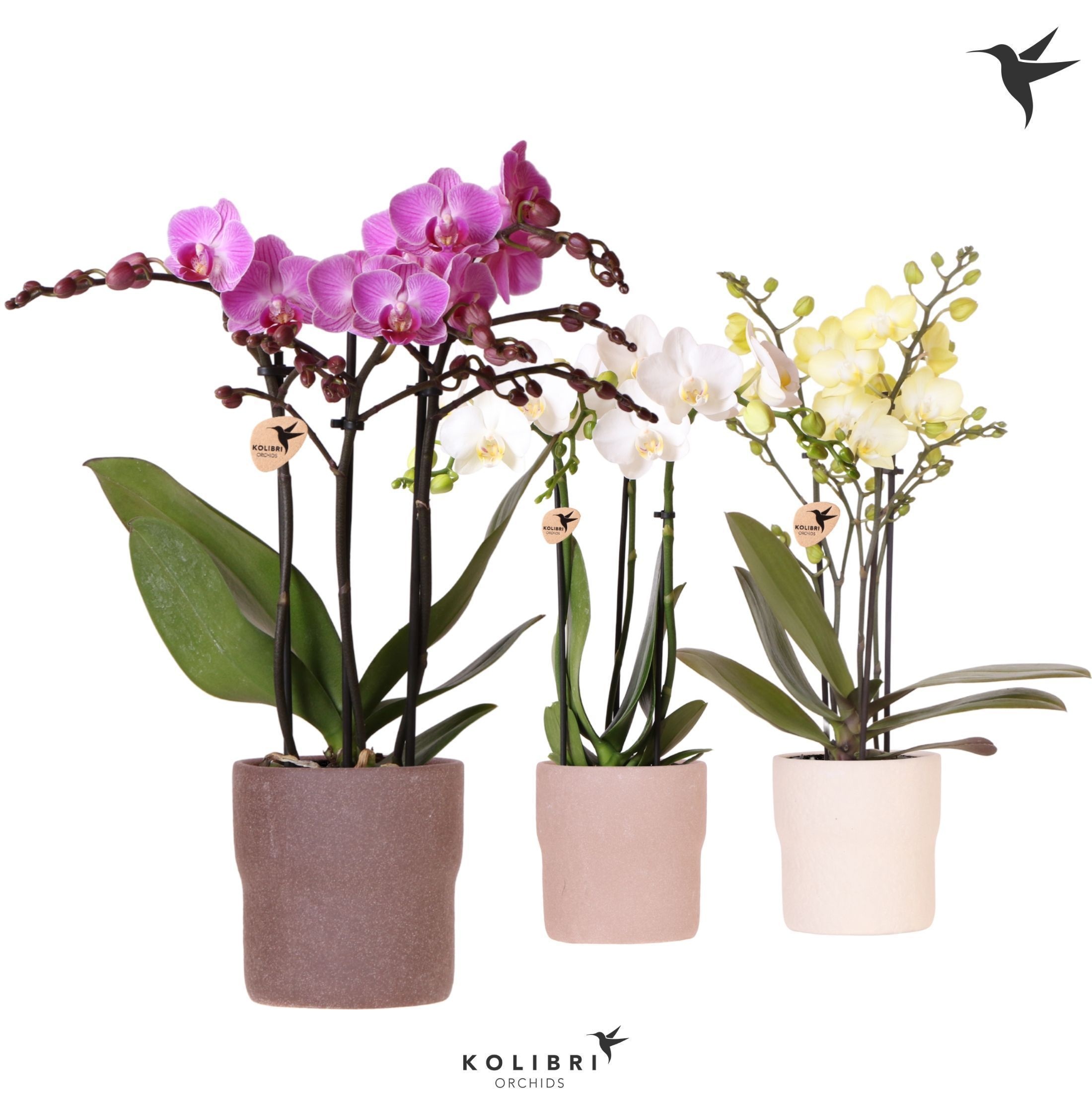 Kolibri Orchids Phalaenopsis mix 3 spike in Rustic pot sand mix, D 9