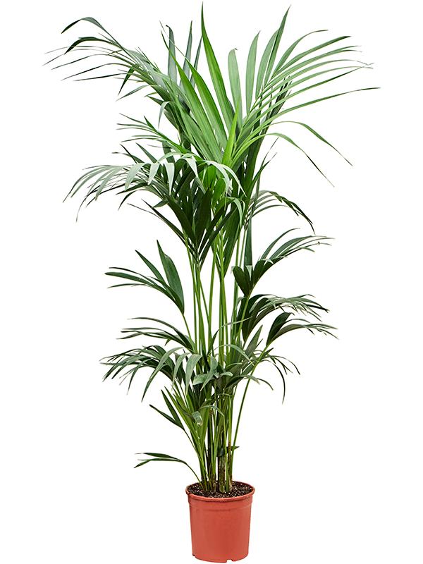 Kentia (Howea) forsteriana, D 23