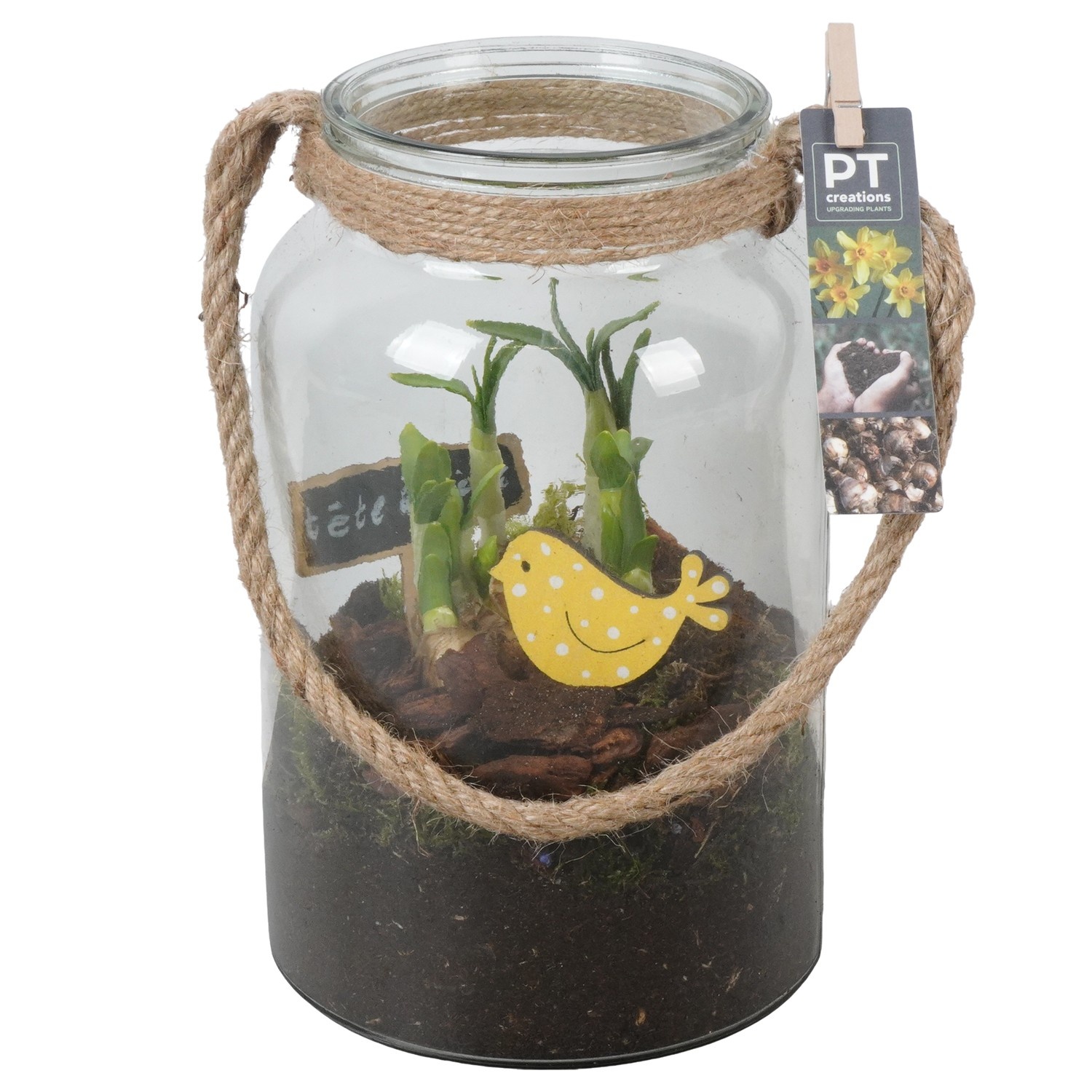 PTN8743 Arrangement Narcissus in glazen vaas, D 16