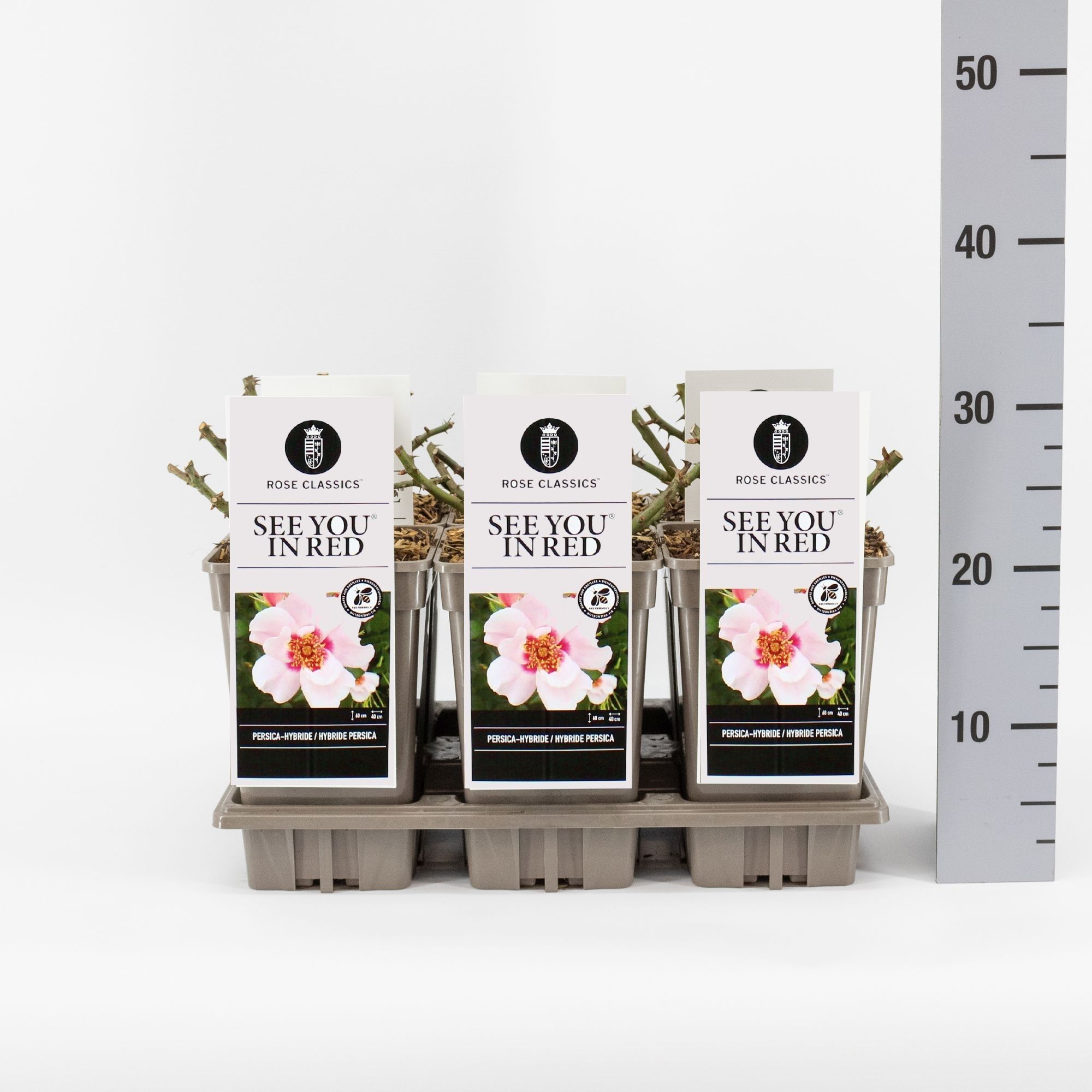 Rosa (Persica) See you ® in Red, C3, D 17