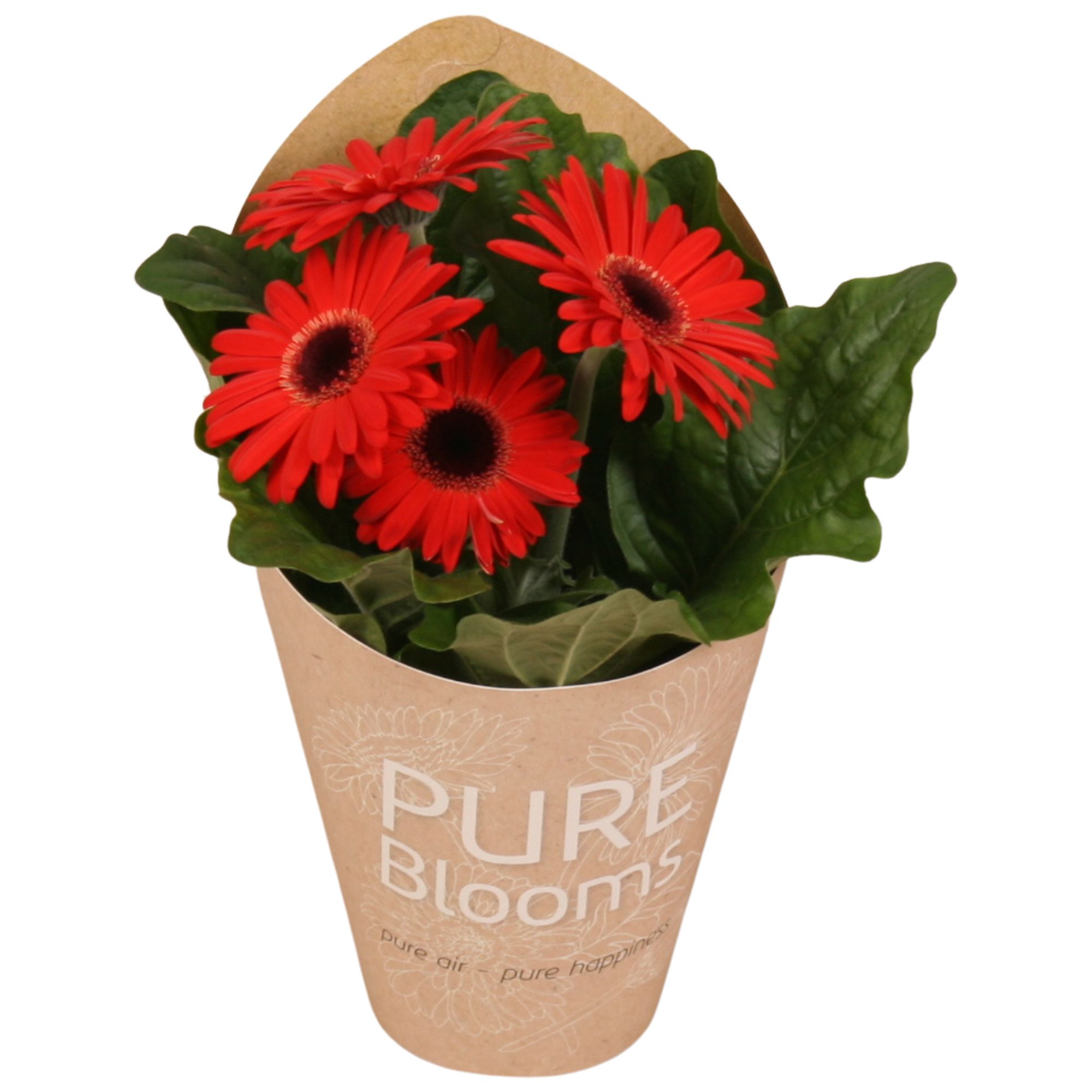 Gerbera rood 2+ bl12 cm in Pure Blooms draagtas eco, D 12 cm