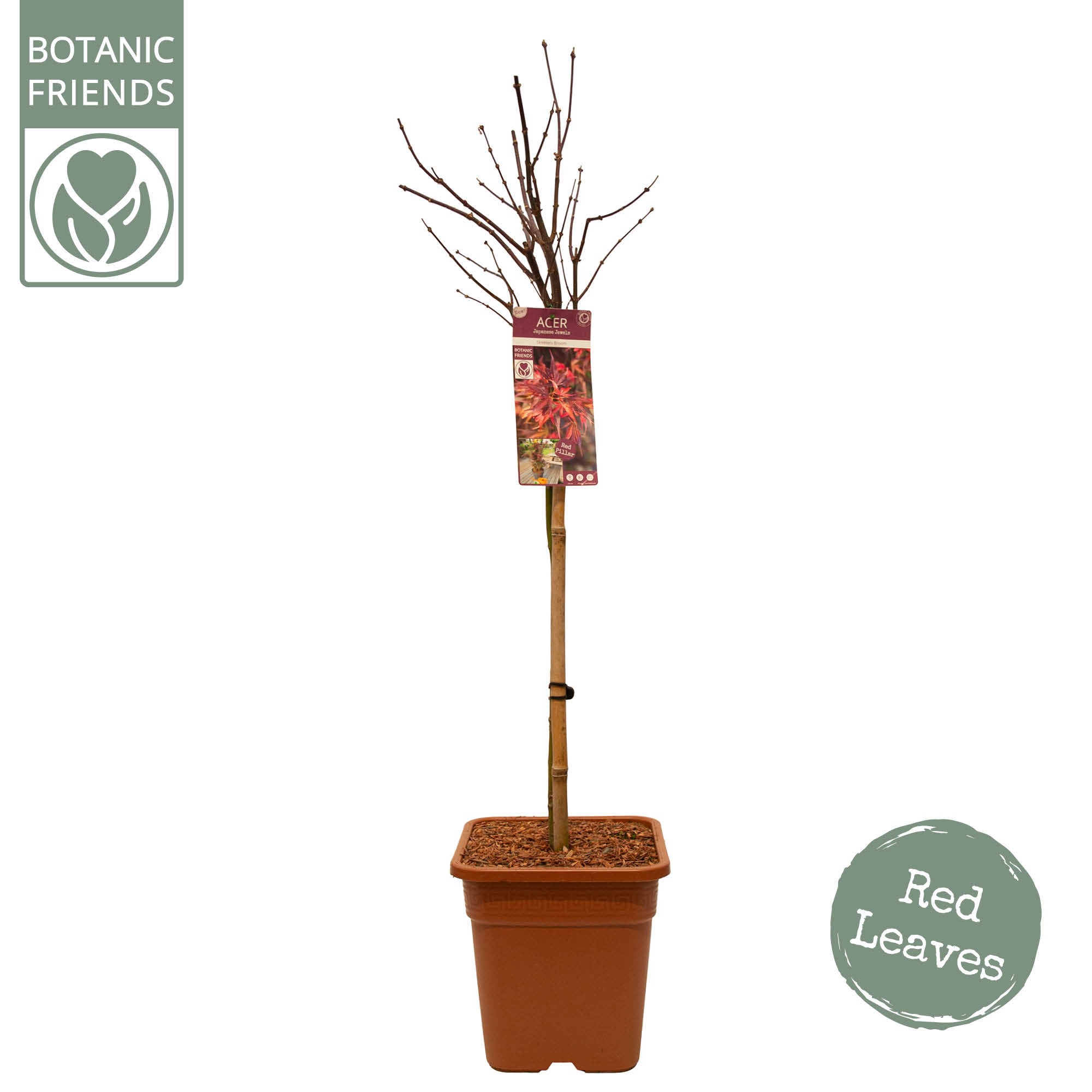 Acer palm. 'Skeeter's Broom' VK14 laagstam, D 28