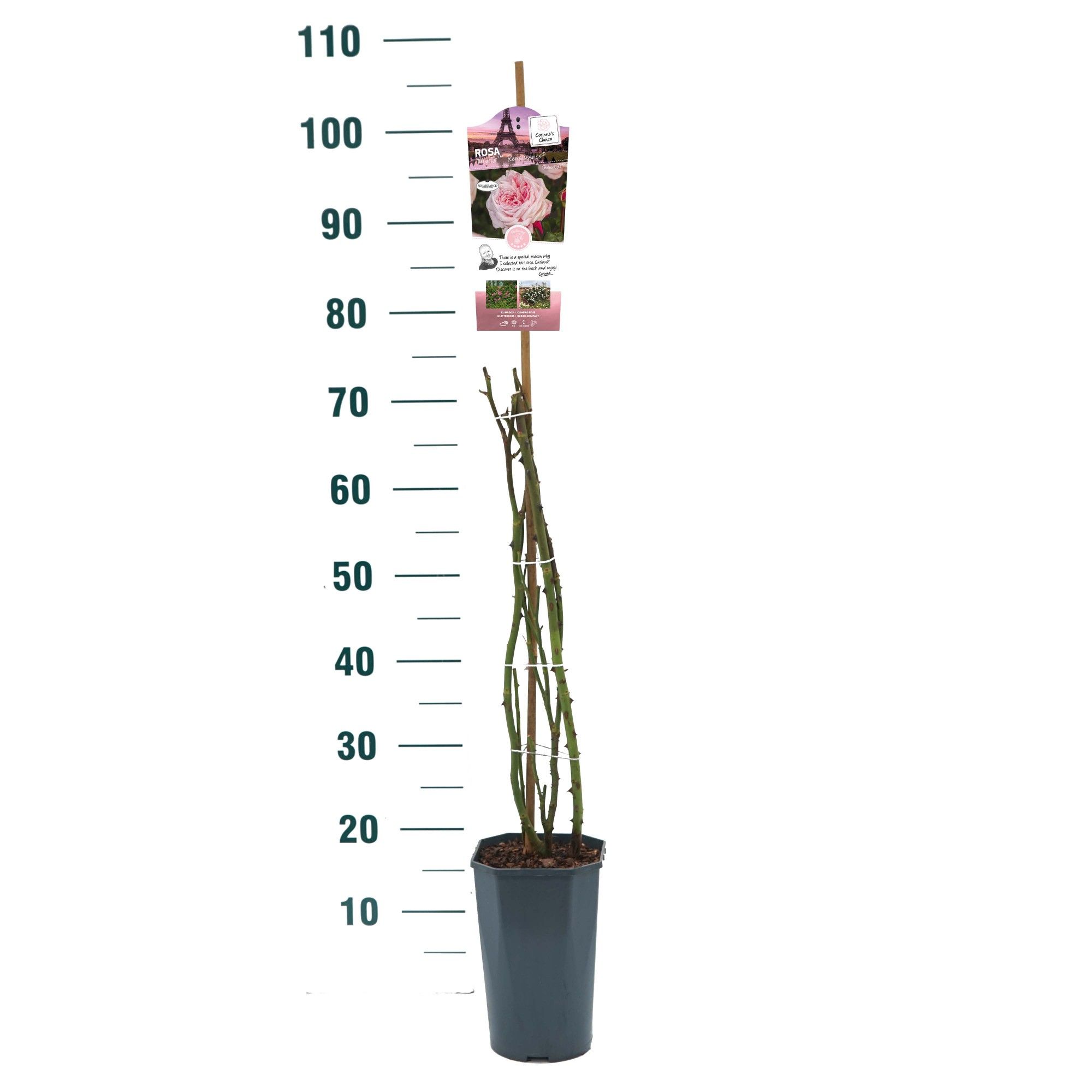 Rosa 'Marlis Renaissance' - Klim - C3rp - Exclusive Collection, D 19