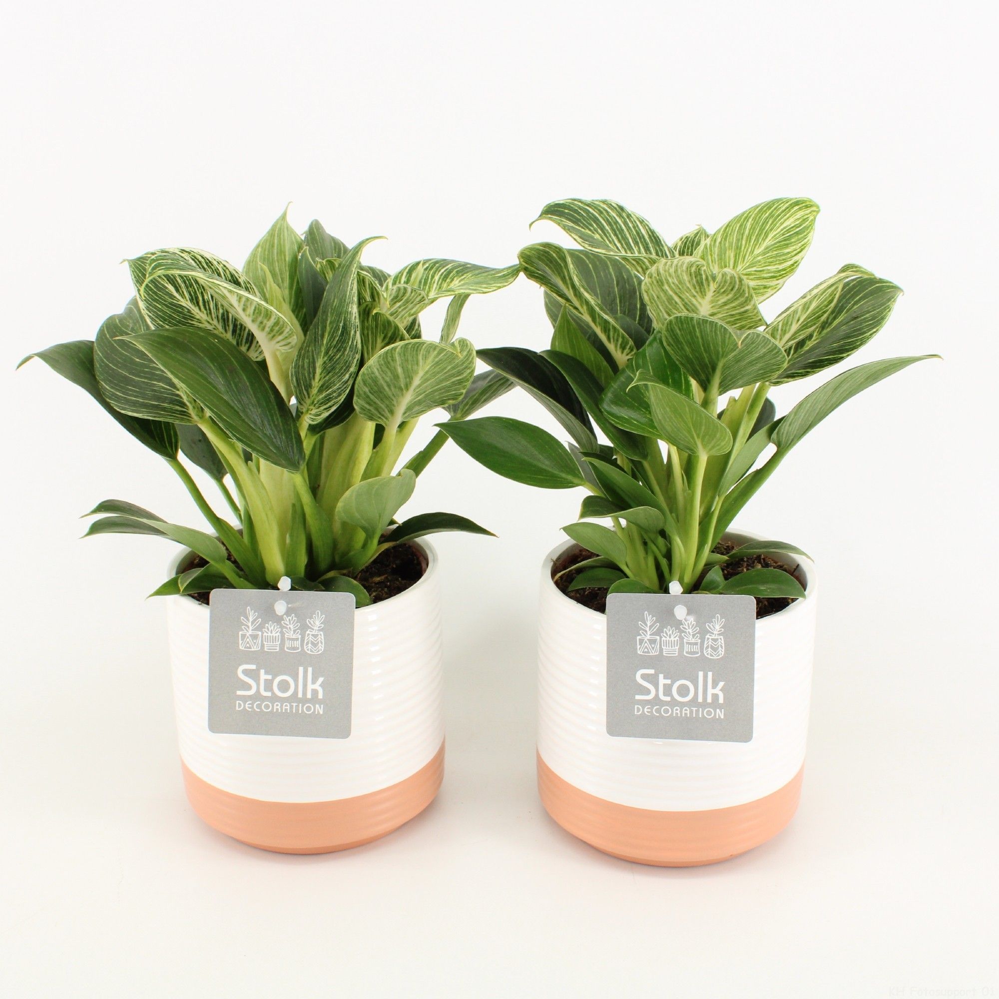 Philodendron White Wave in Milou Keramiek, D 13