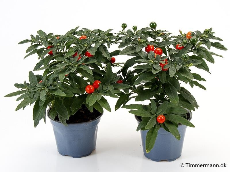 SOLANUM PSEUDOCAPSICUM 'THURINO', D 11 cm