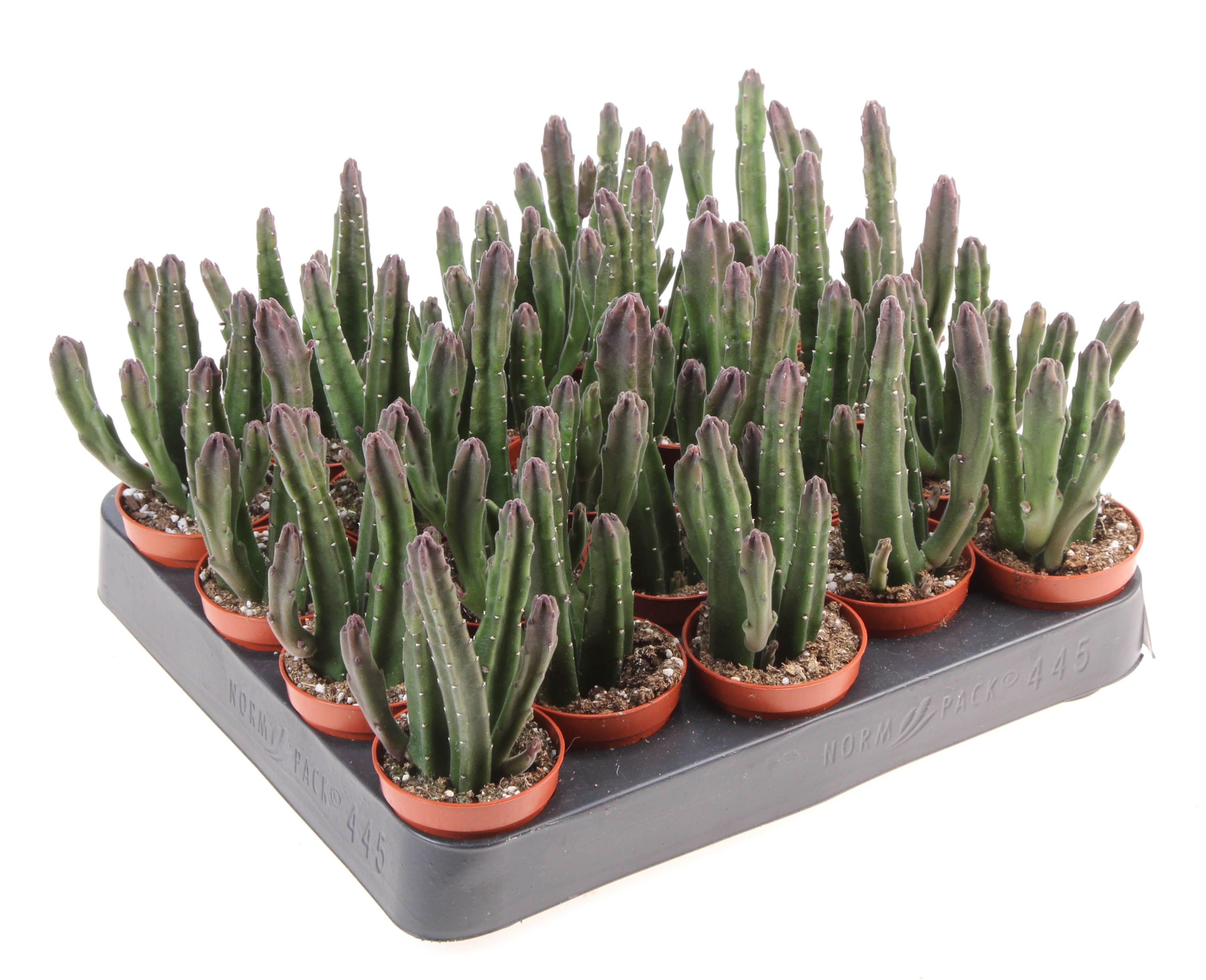 Stapelia leendertziae, D 5,5