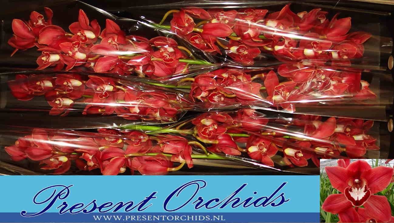 Цимбидиум Санта Клара x6 80, шт.