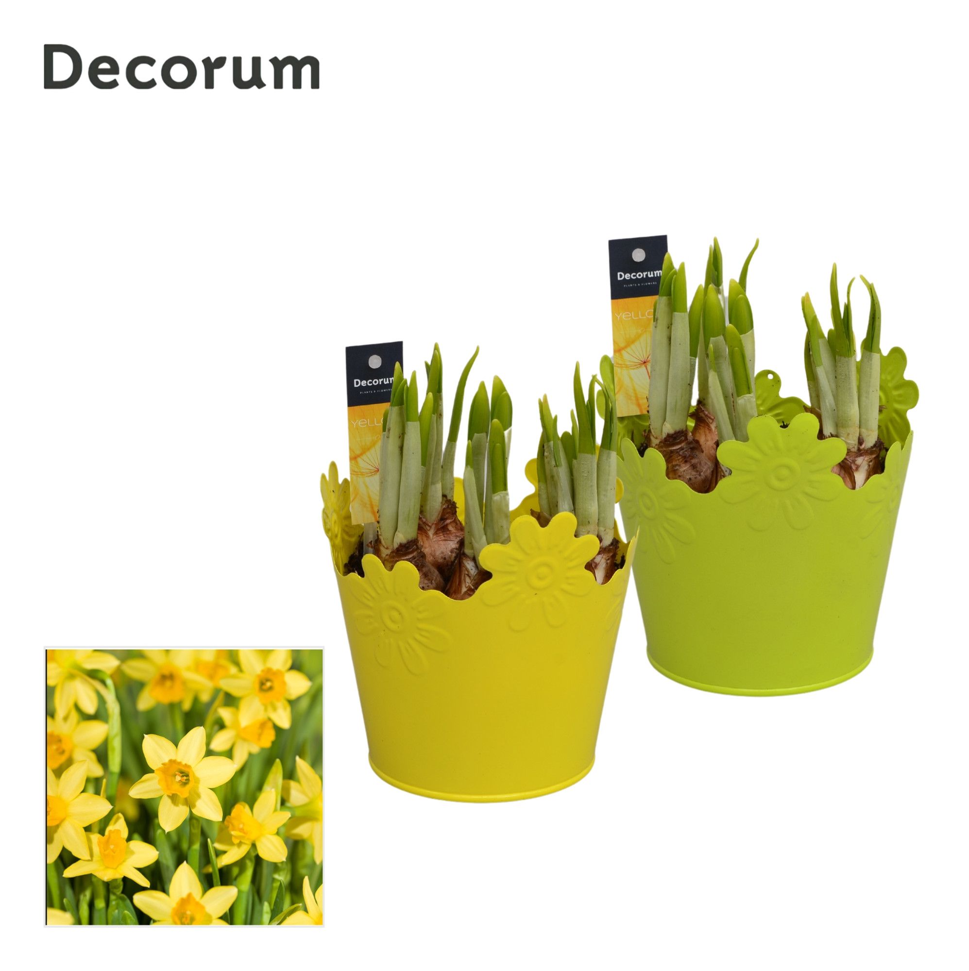 Narcis Synne HL14673N, D 13