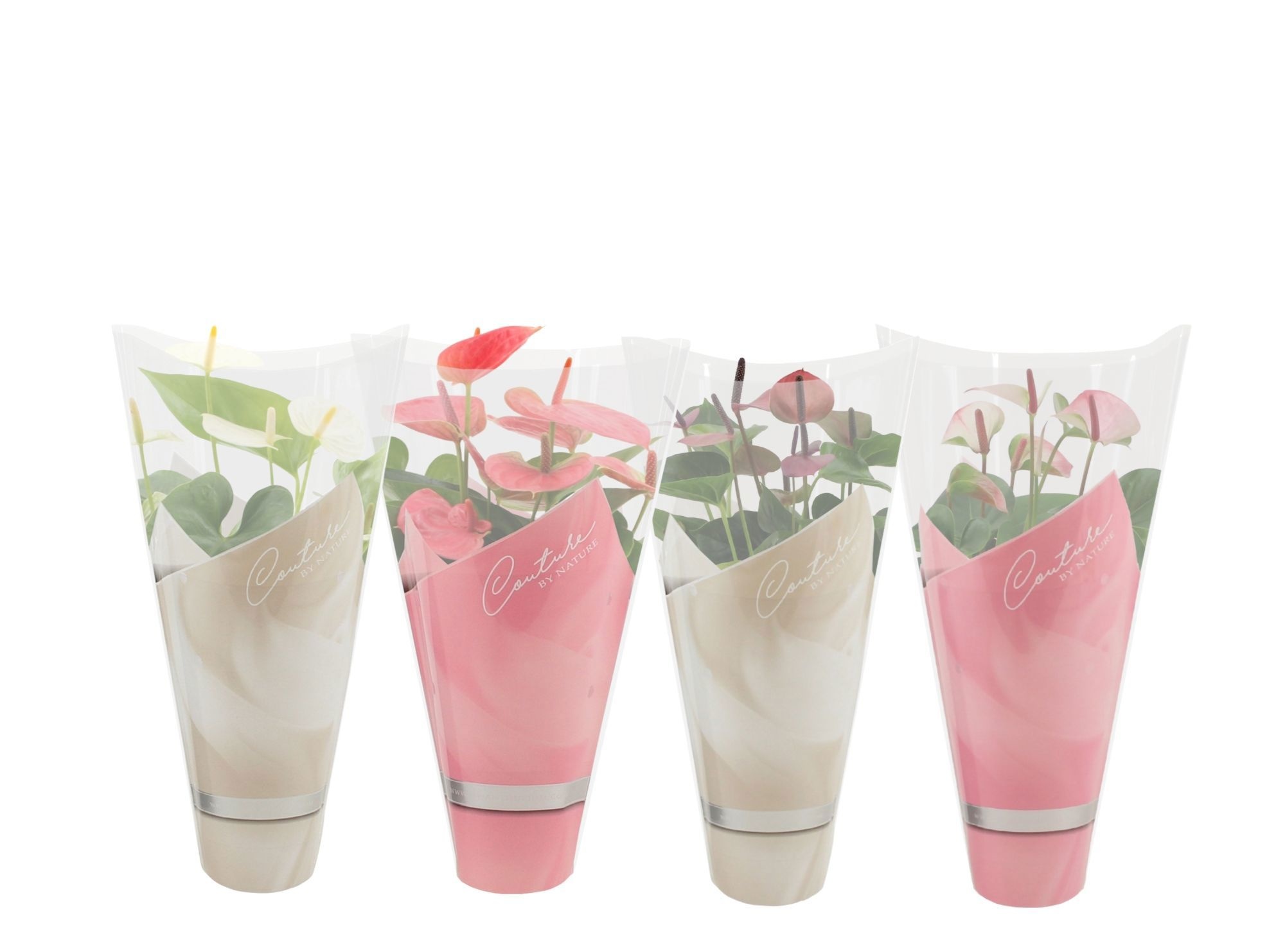 Anthurium Pastel mix in Couture sleeve, D 14