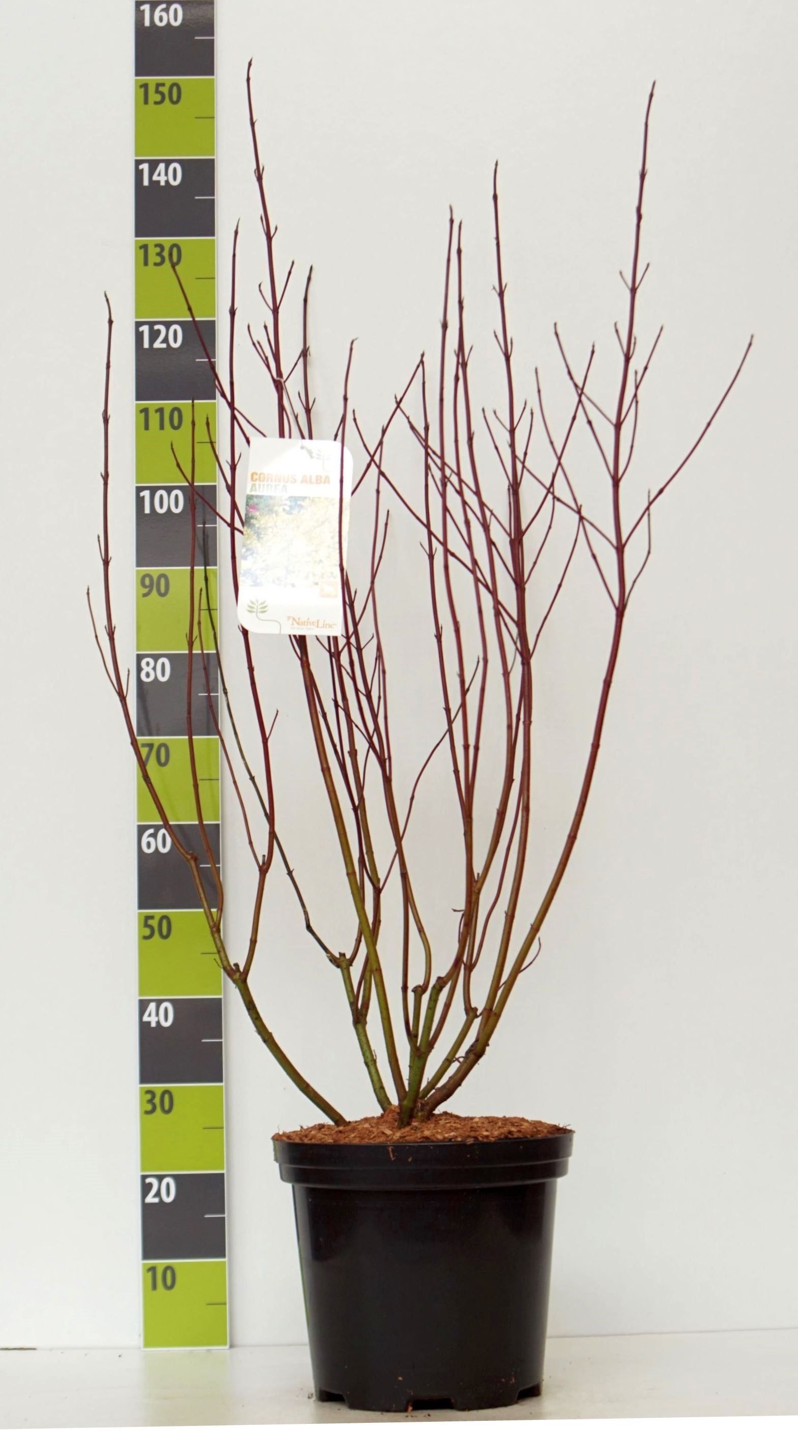 Cornus alba 'Aurea' C 7,5, D 27