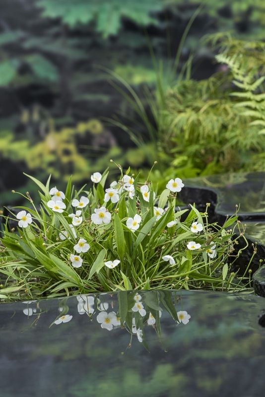 Baldellia ranunculoides (18x18), D 18