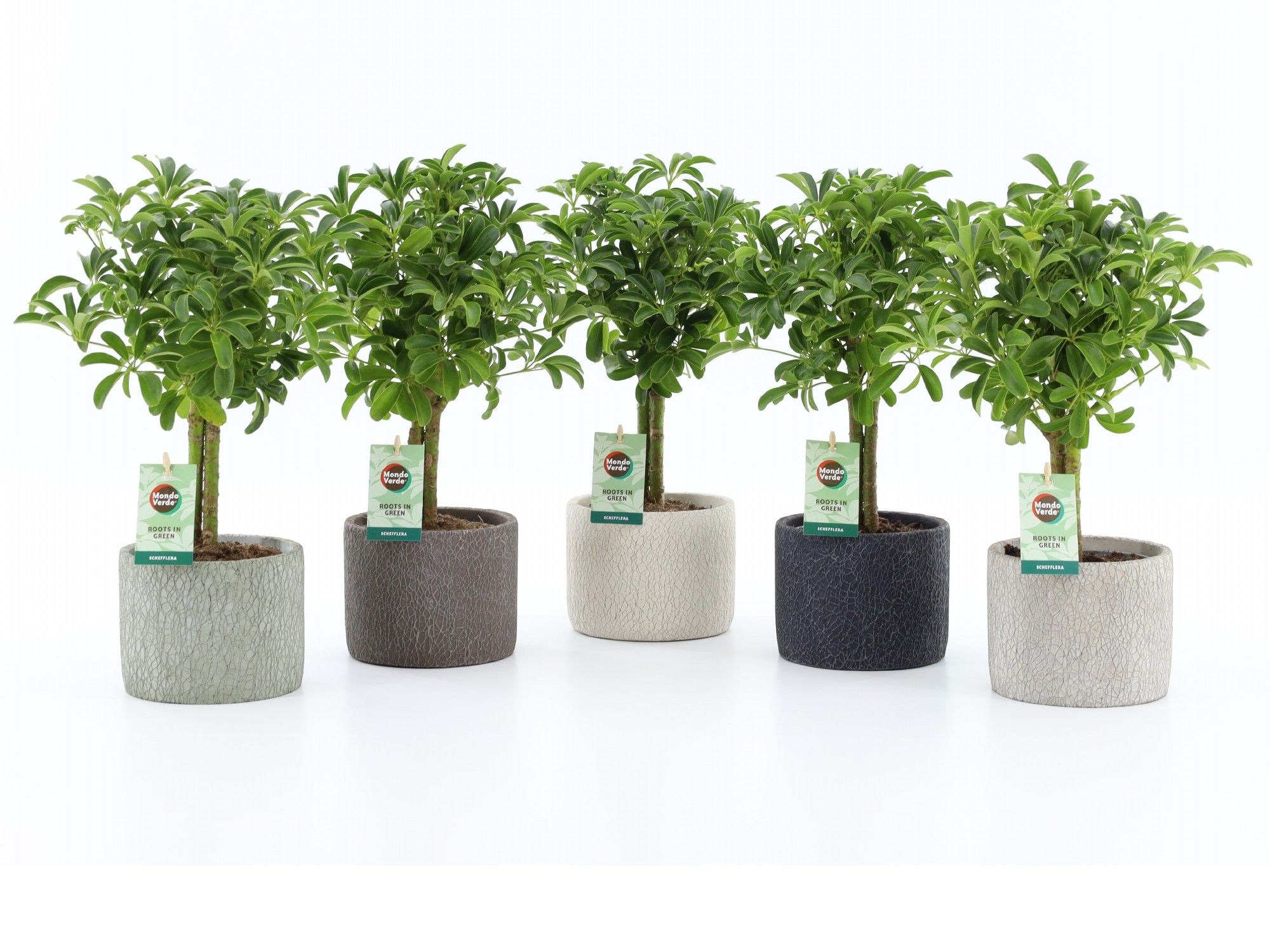 Schefflera Luseana in Classic Stone, D 14