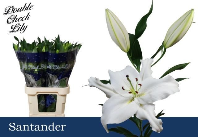 Лилия Сантандер 85, шт.