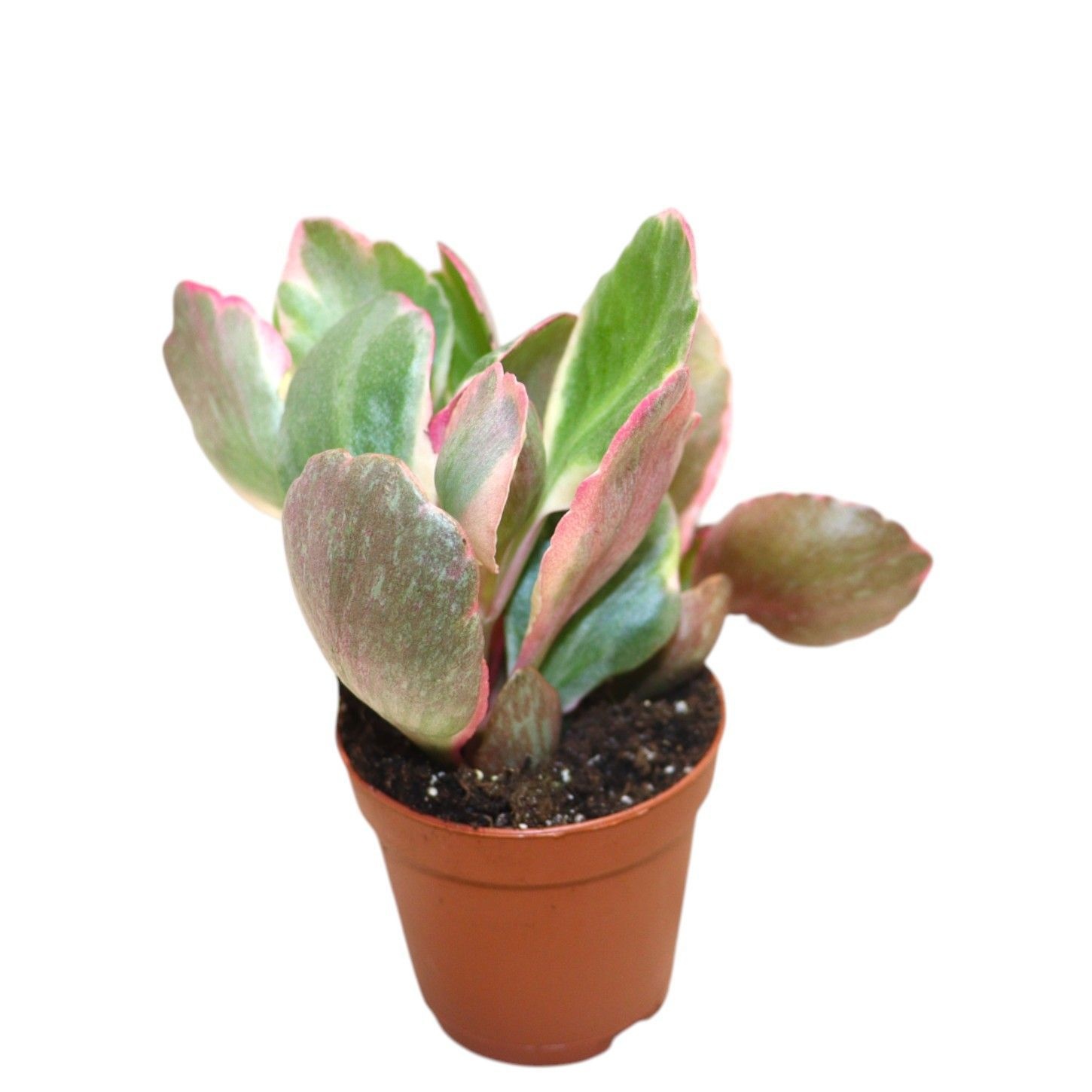 Kalanchoe Variegata Multicolor, D 5,5 cm Kalanchoe Variegata Multicolor, D 5,5 cm