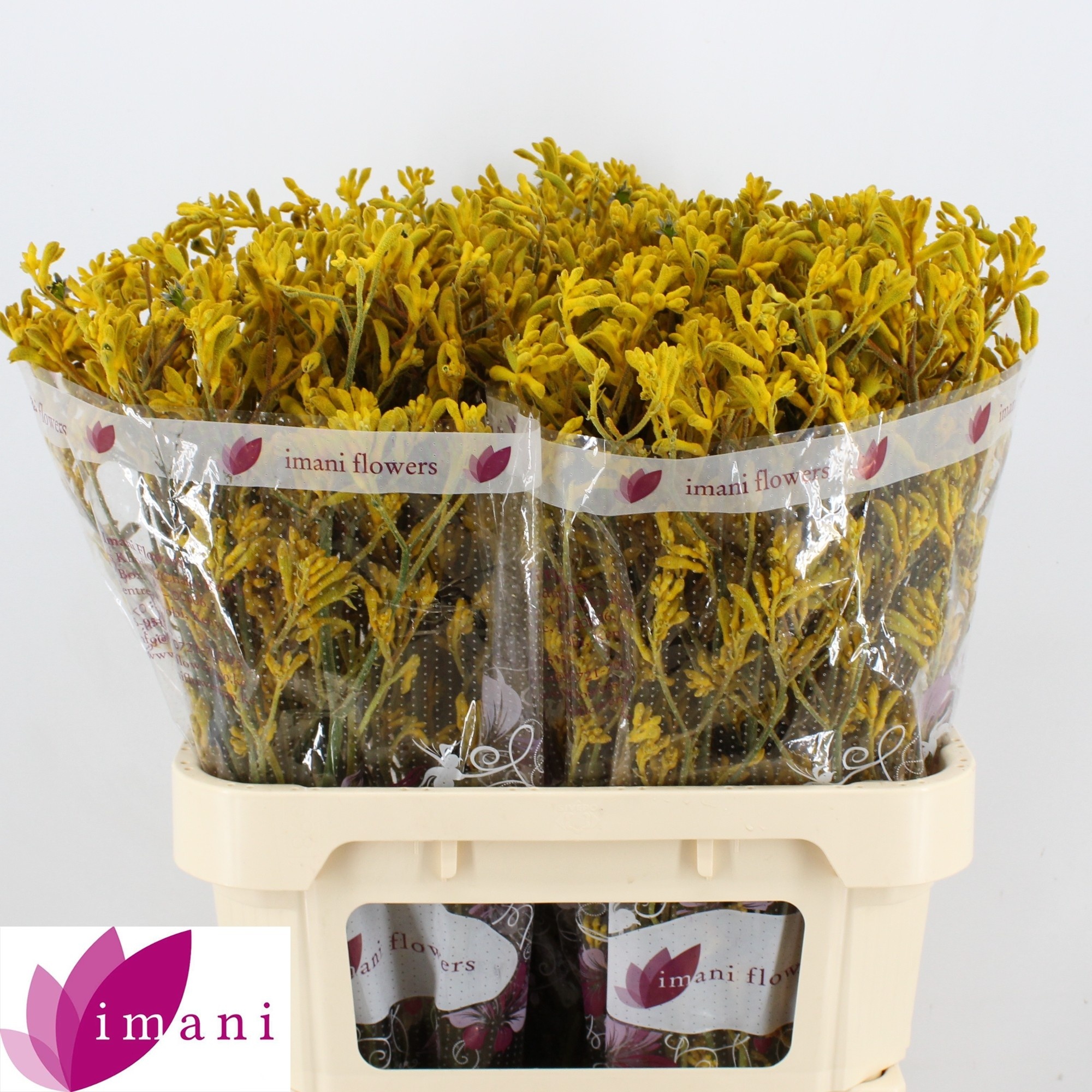 Анигозантус Имани Еллоу 80 (желт.), шт.