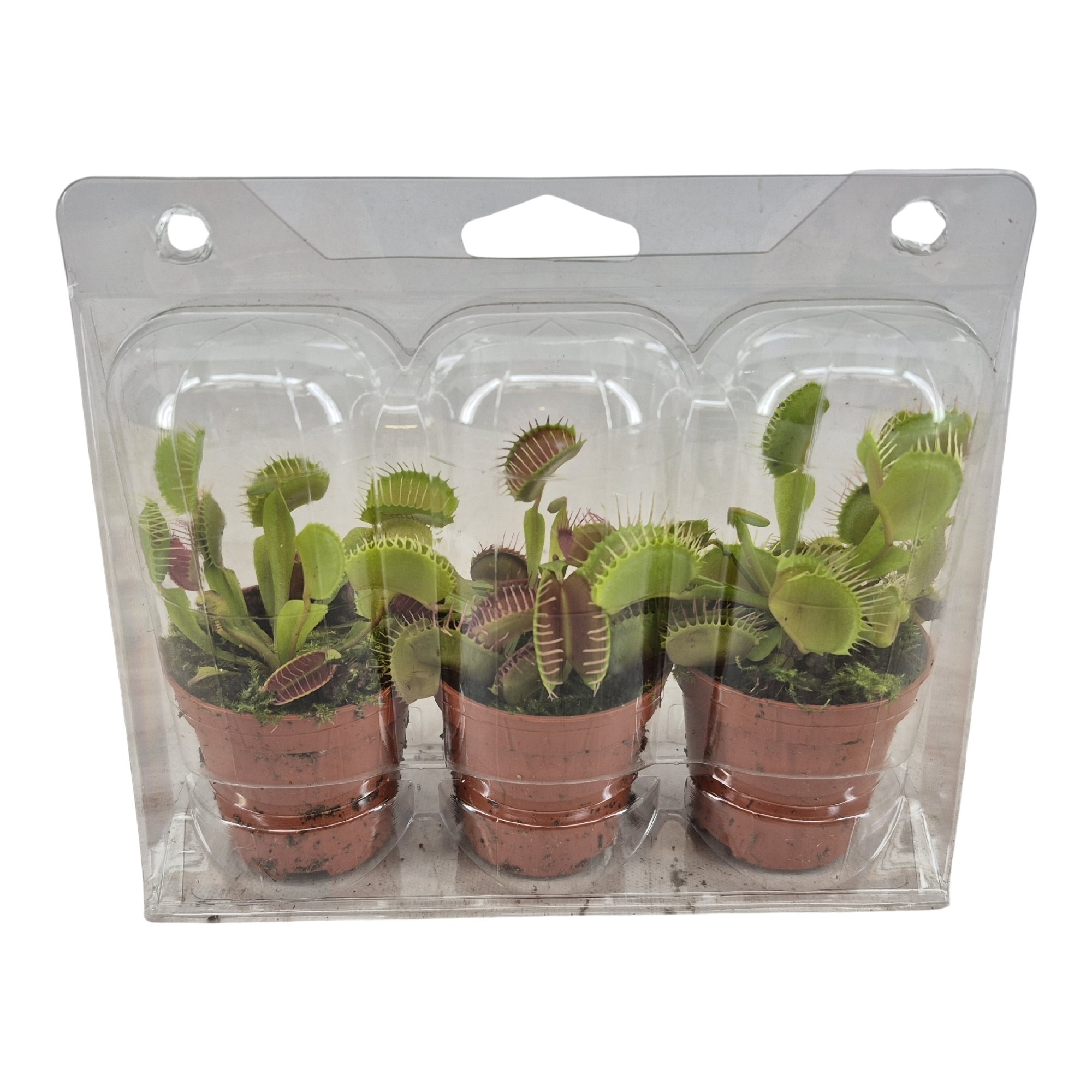 Dionaea muscipula 3pack, D 5,5