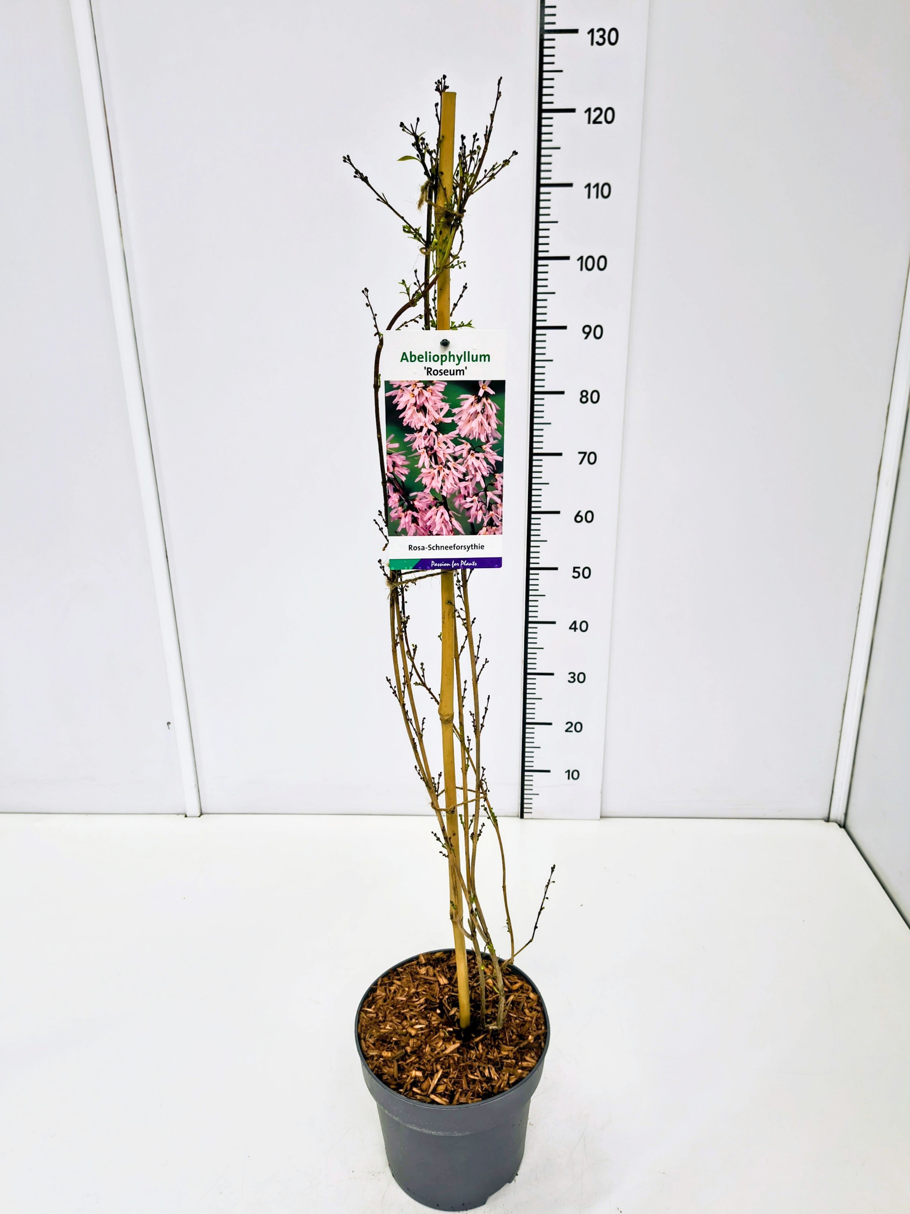 Abeliophyllum dist. 'Roseum' 80-100C5, D 23 cm Abeliophyllum dist. 'Roseum' 80-100C5, D 23 cm