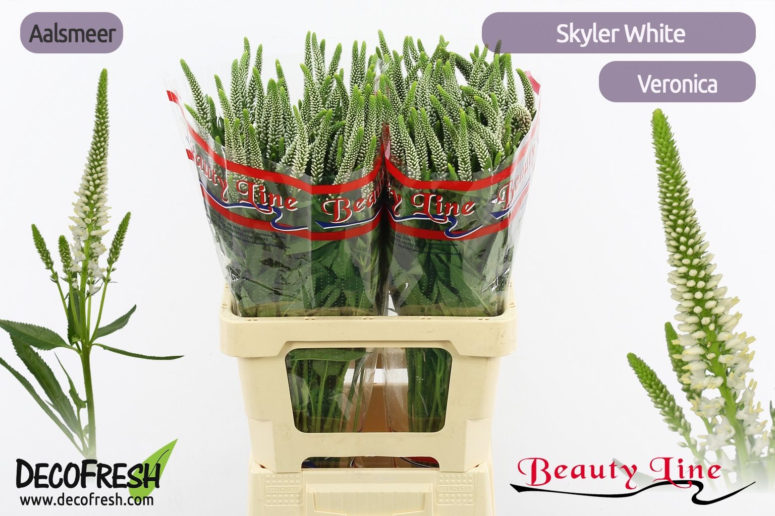 Вероника Скайлер Вайт 65 (бел.), шт.