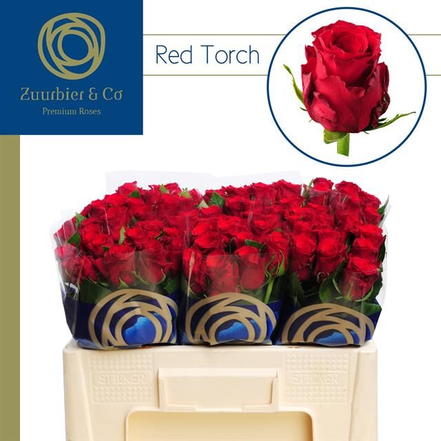 Роза од. Рэд Торч 50, шт.