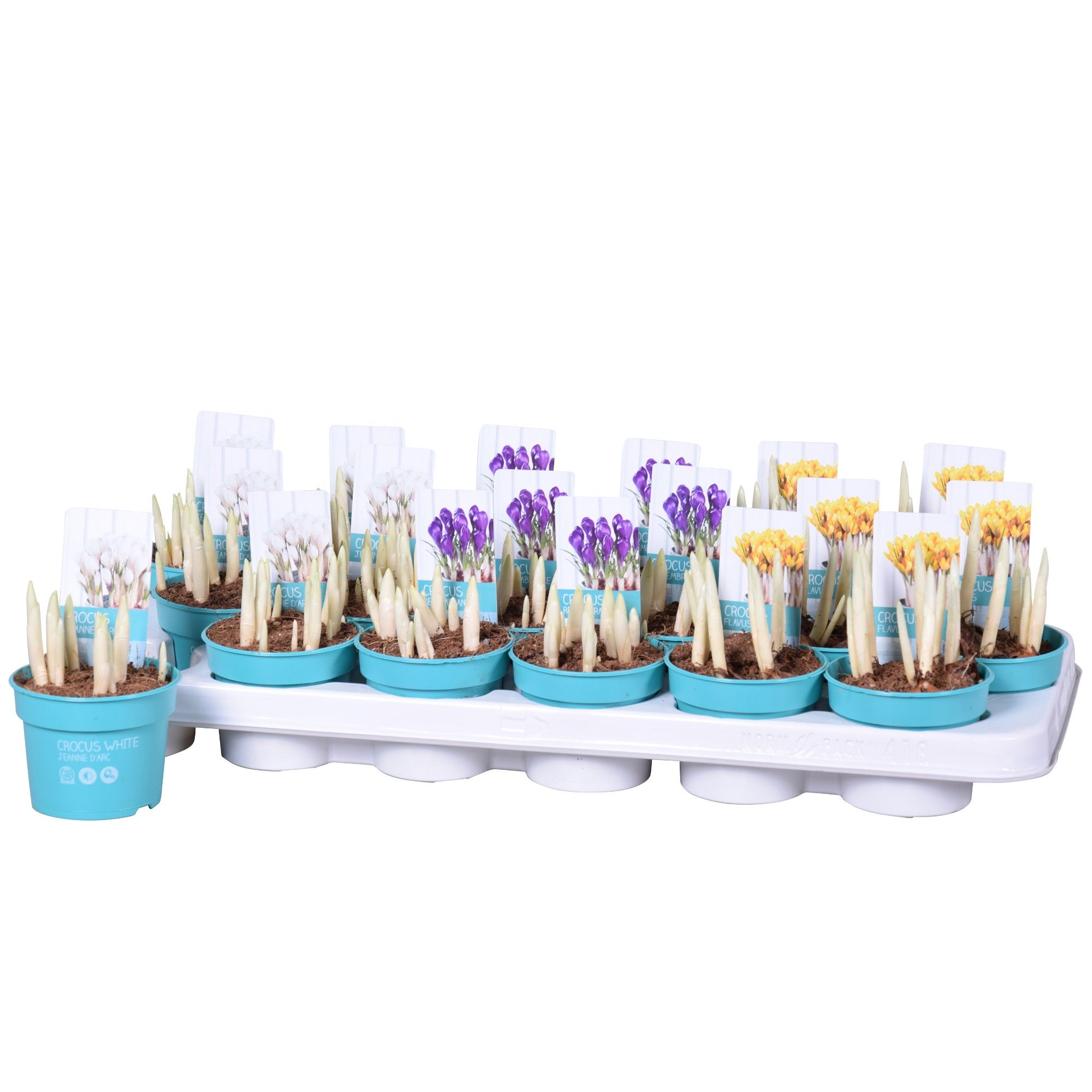 Crocus Mix 'Diamond Collection', D 9