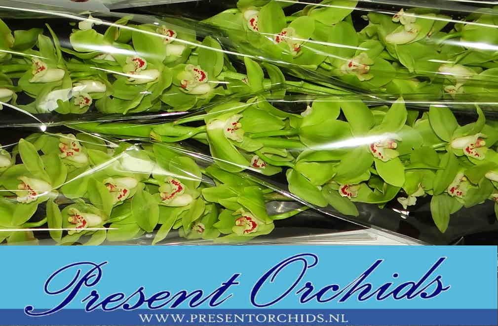 Цимбидиум Ноа x4 100, шт.