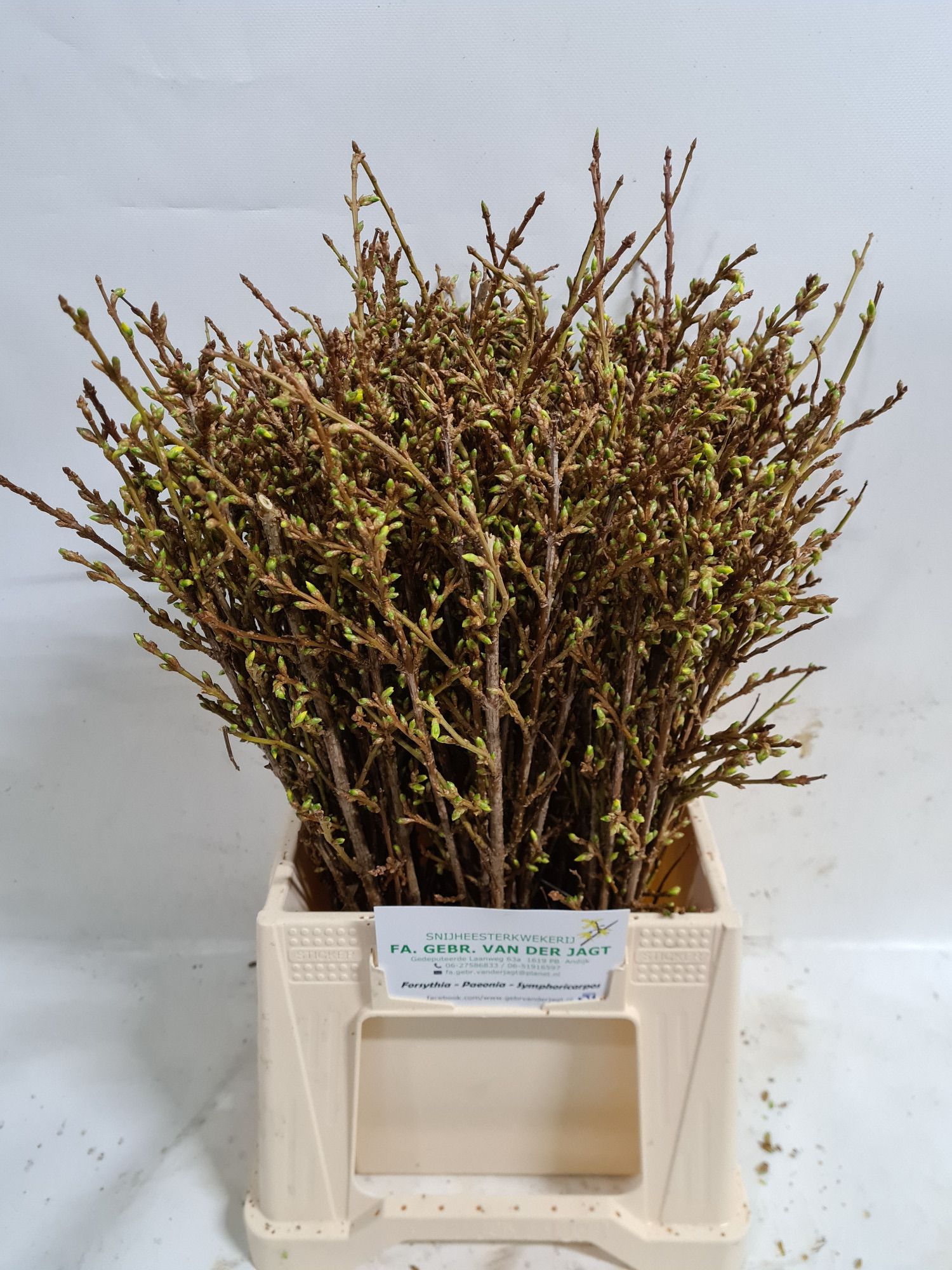 Форзиция Спектабилис 45 (желт.), шт.