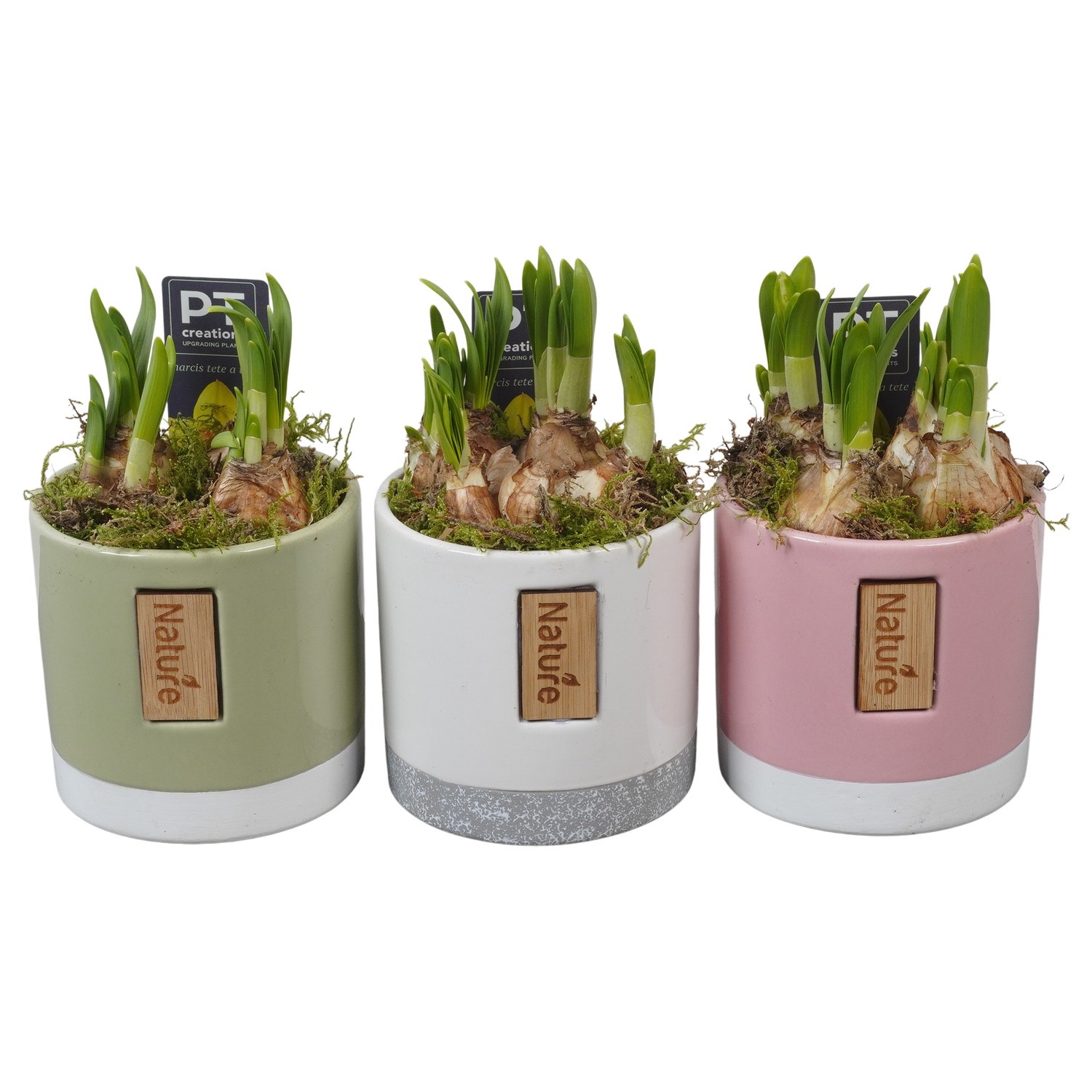 PTN8722 Arrangement Narcissus in keramiek pot, D 11