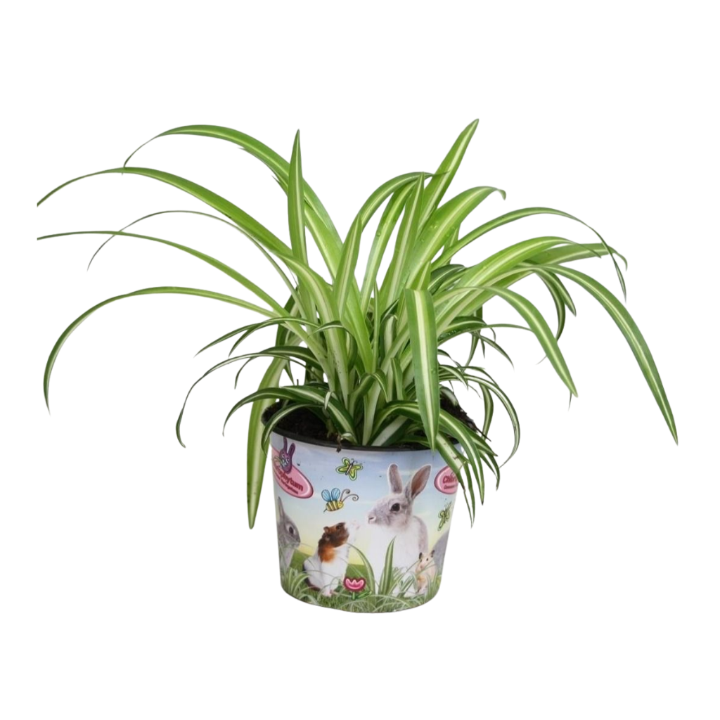 Chlorophytum comosum Variegatum in potcover, D 12