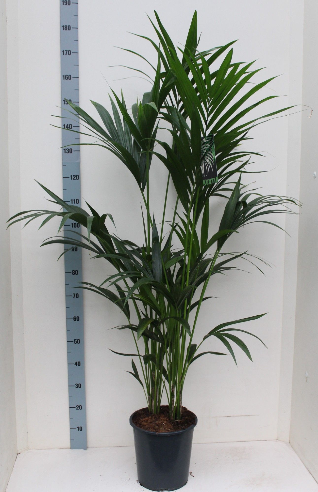 Kentia-Howea Forsteriana 27 cm 160 cm hoog, D 27