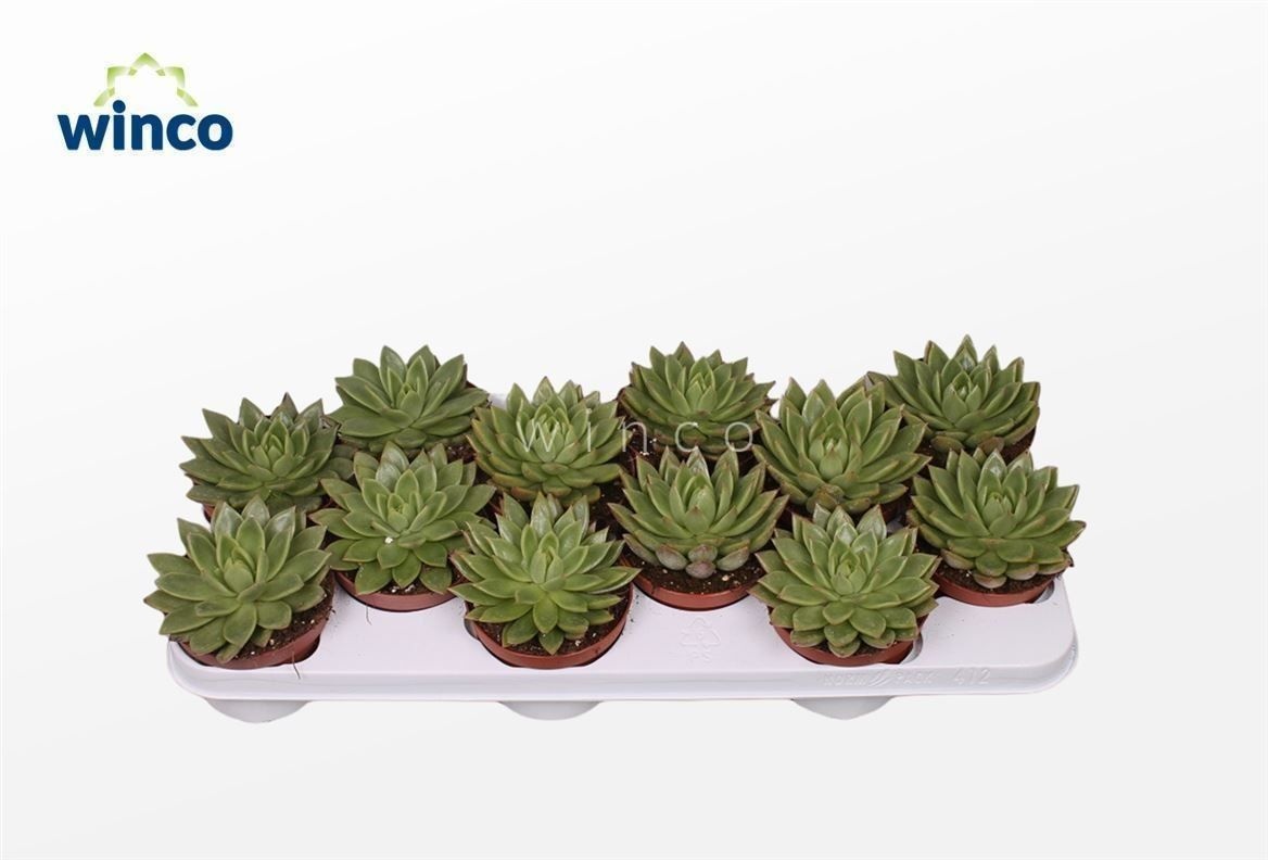 Echeveria Agavoides, D 10,5 cm