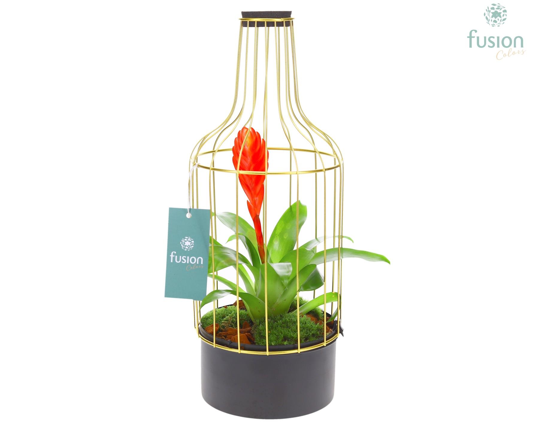 Metaal fles goudzwart Medium met Bromelia, D 15