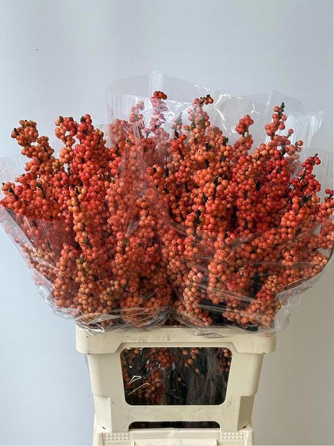 Илекс Винтер Голд 70, шт.