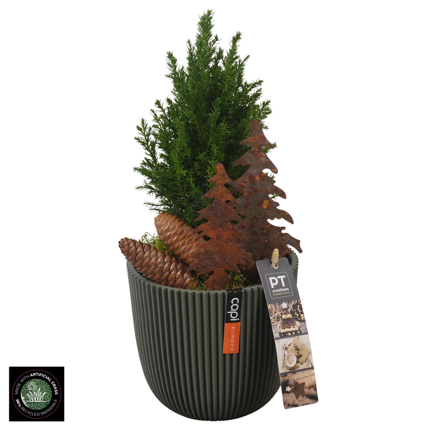 PTCWW6935 Arrangement Winter in capi pot, D 13 cm