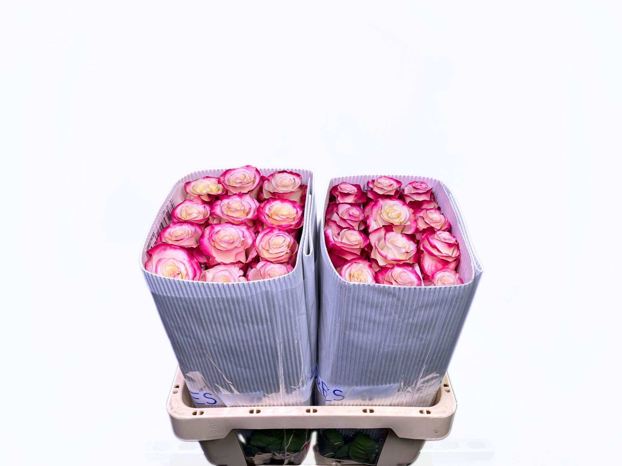 Роза од. Свитнесс 60, шт.