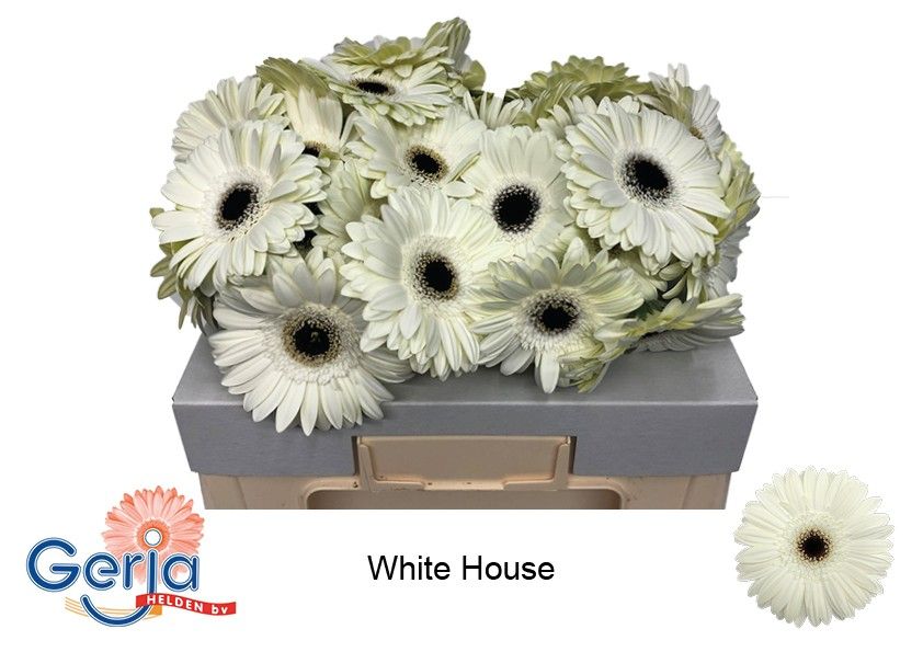 Гербера Вайт Хаус, шт.