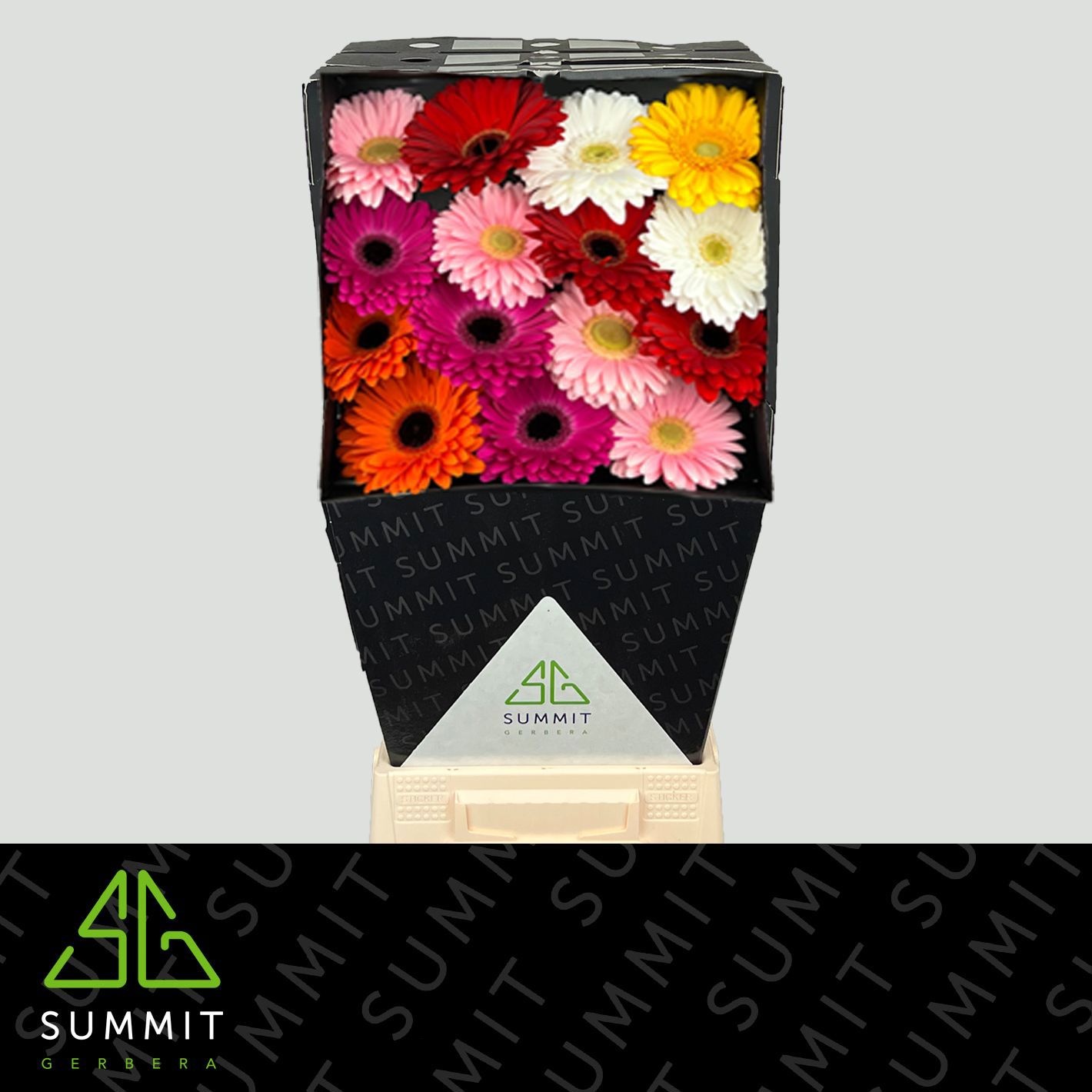 Гербера Микс в линию, шт.