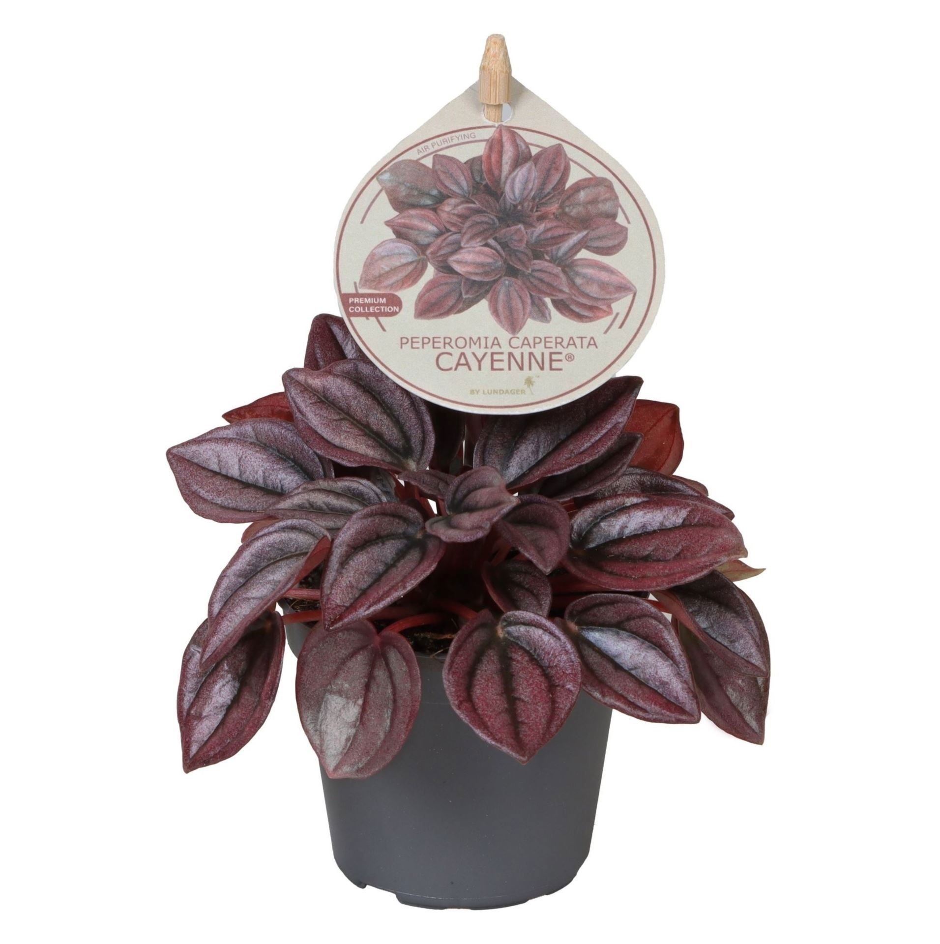 Peperomia Caperata Cayenne TP5� W. Label 6 cm, D 6