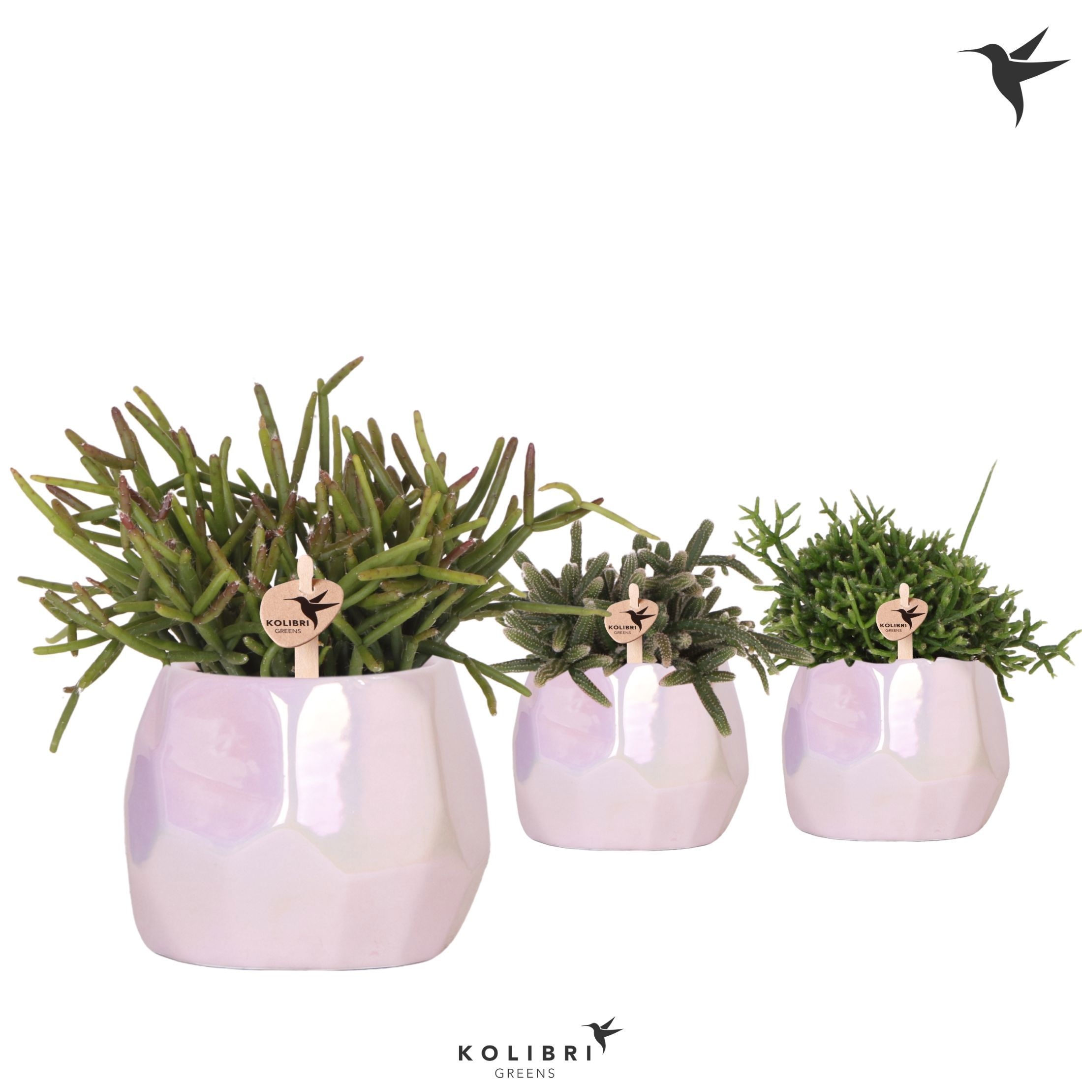 Kolibri Greens Rhipsalis mix in Pearl pot pink, D 9
