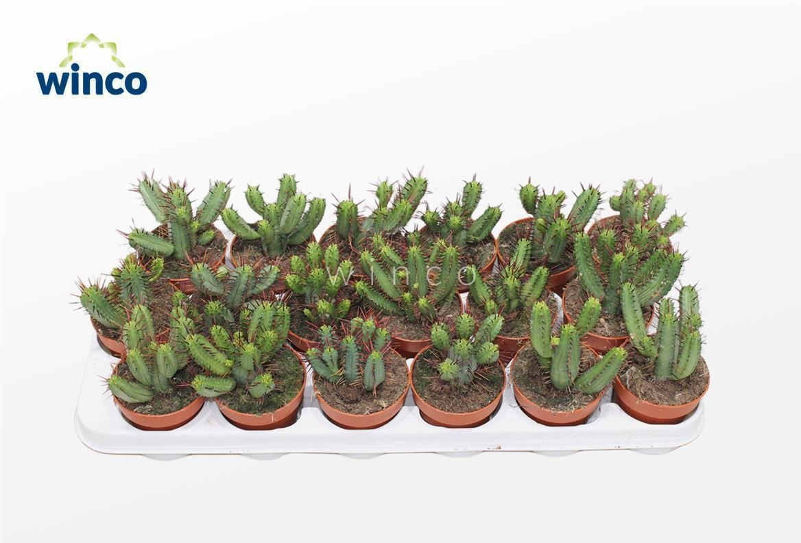 Euphorbia Enopla, D 8,5