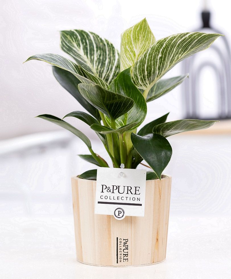 Philodendron White Wave in P&PURE Wood 5, D 12