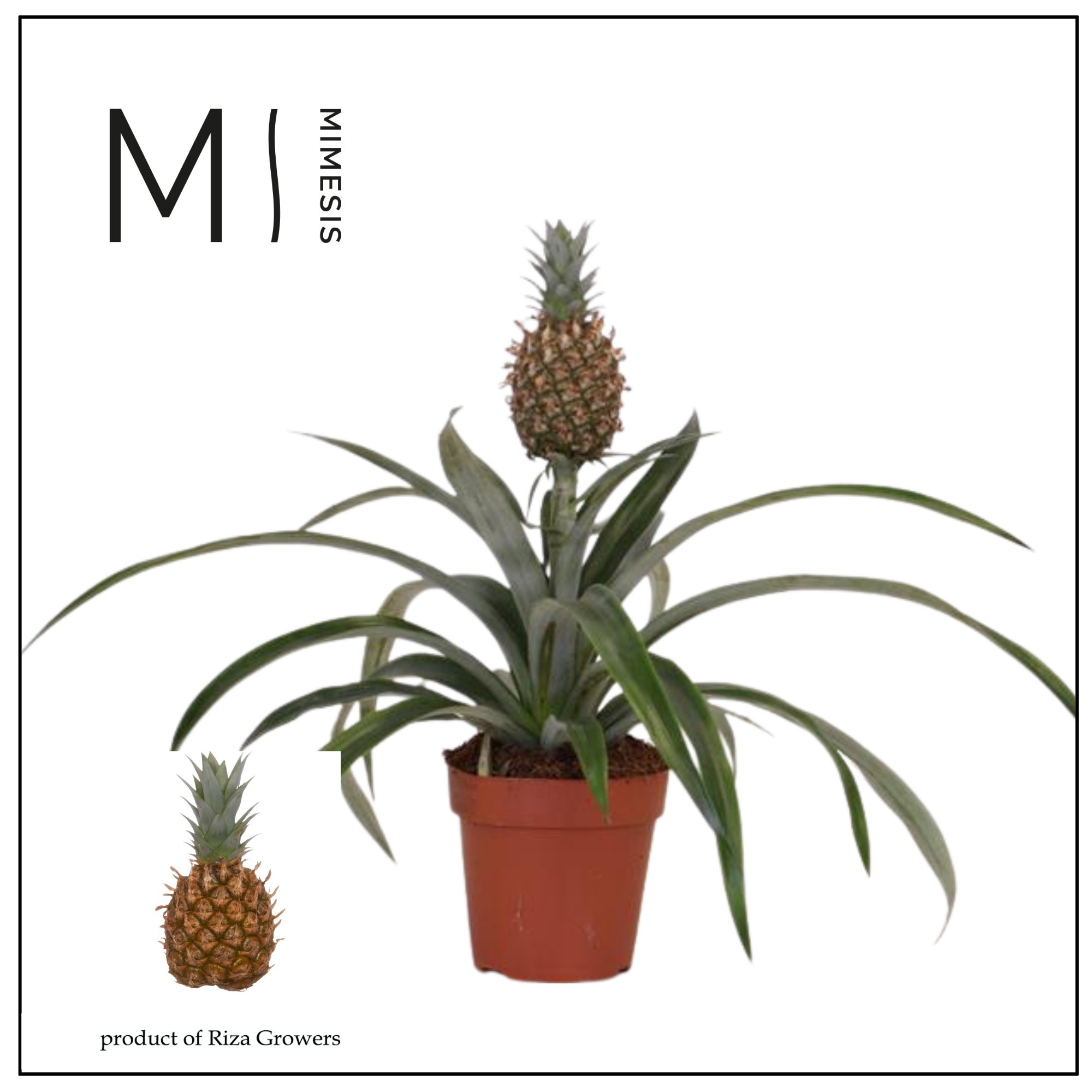 Ananas Rosita - 12cm, D 12