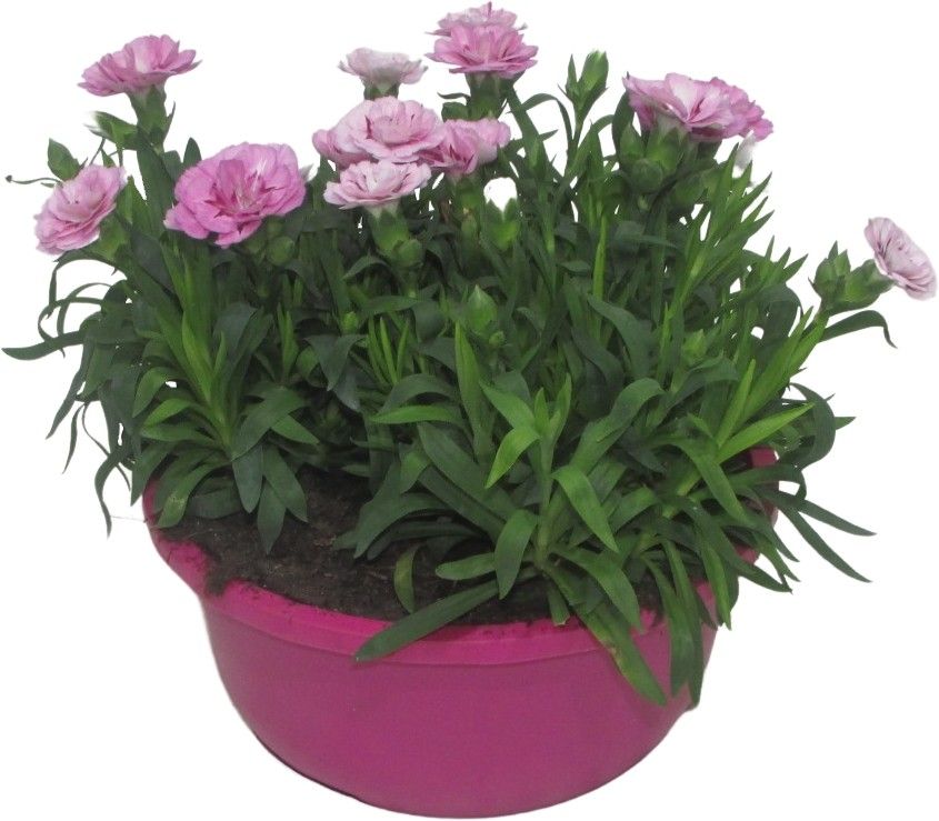 Hello Spring Dianthus Oscar in 19 cm schaal Roze, D 19