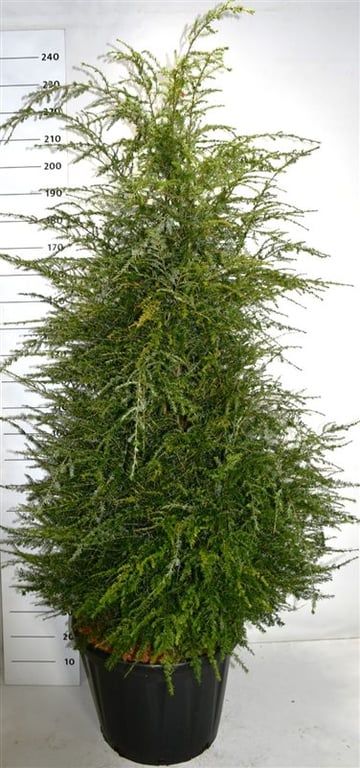 Tsuga canadensis, D 58 cm