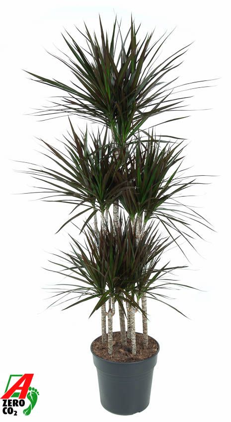 Dracaena Magenta 90-carrousel, D 31