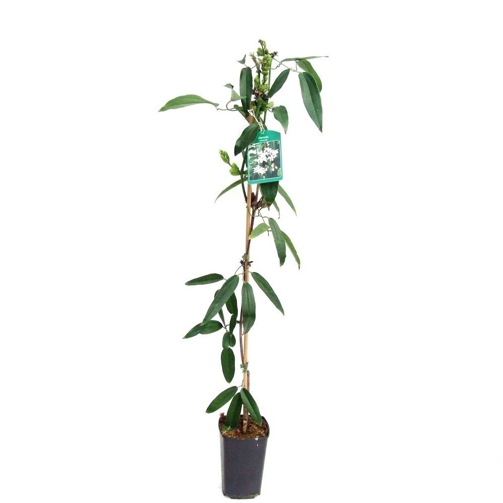 Clematis armandii 80-100 P14/C2, D 14