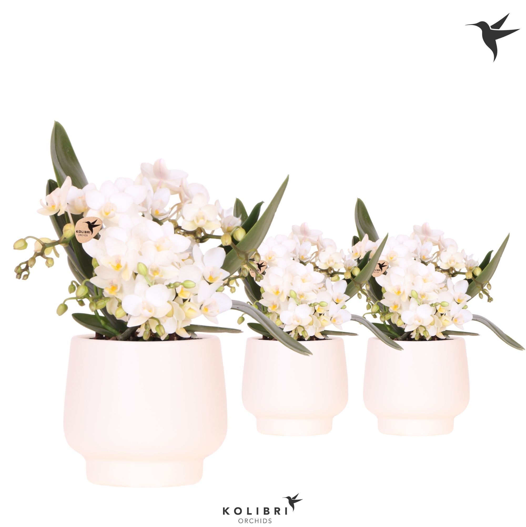 Kolibri Orchids Phalaenopsis Nazare 4 spike in Scandic pot white, D 9