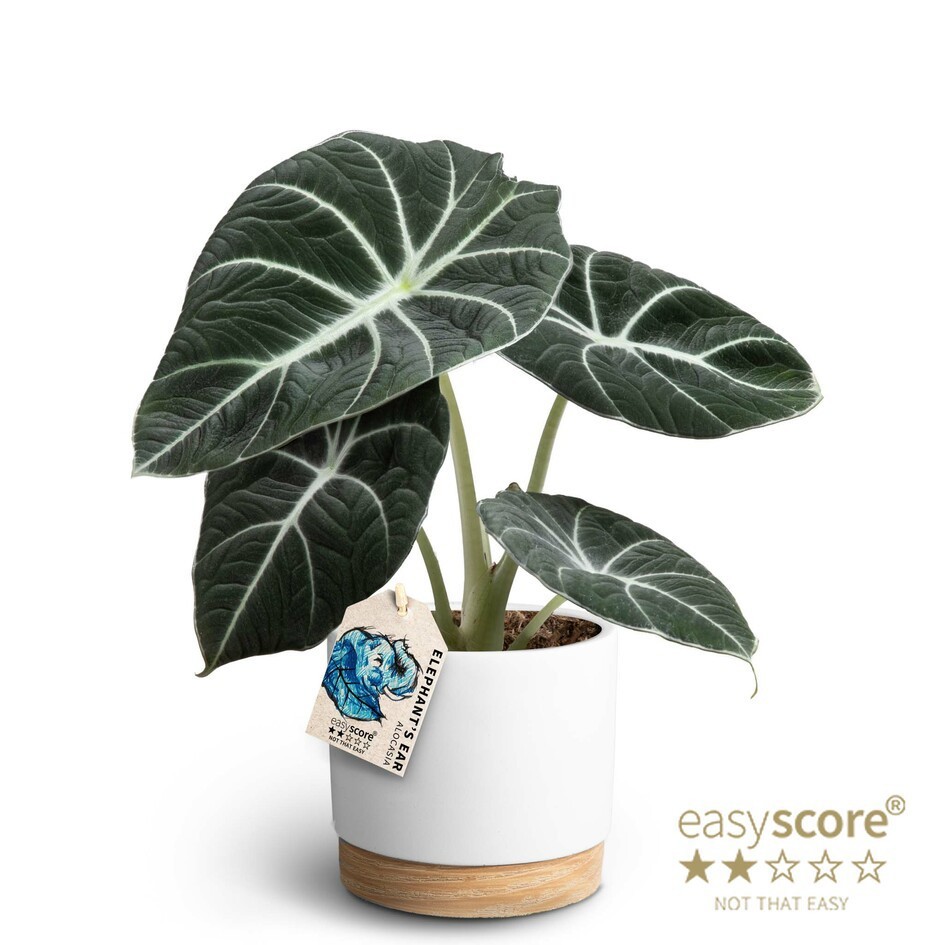 Woodbase White, Alocasia ´Black Velvet´, D 12 cm
