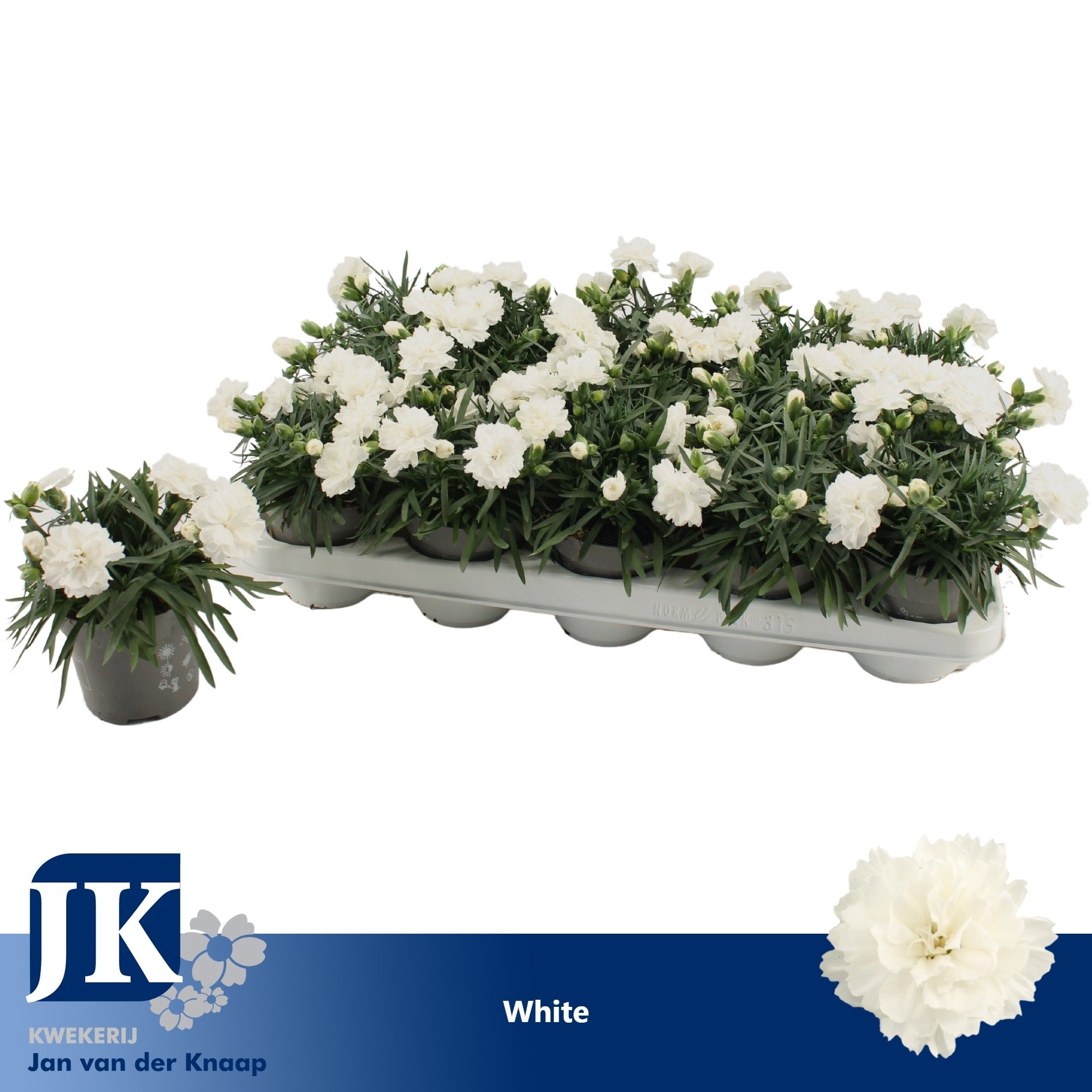Dianthus White, D 10,5