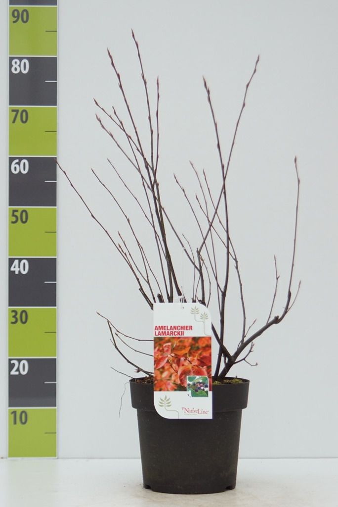 Amelanchier lamarkii C 4,6, D 23